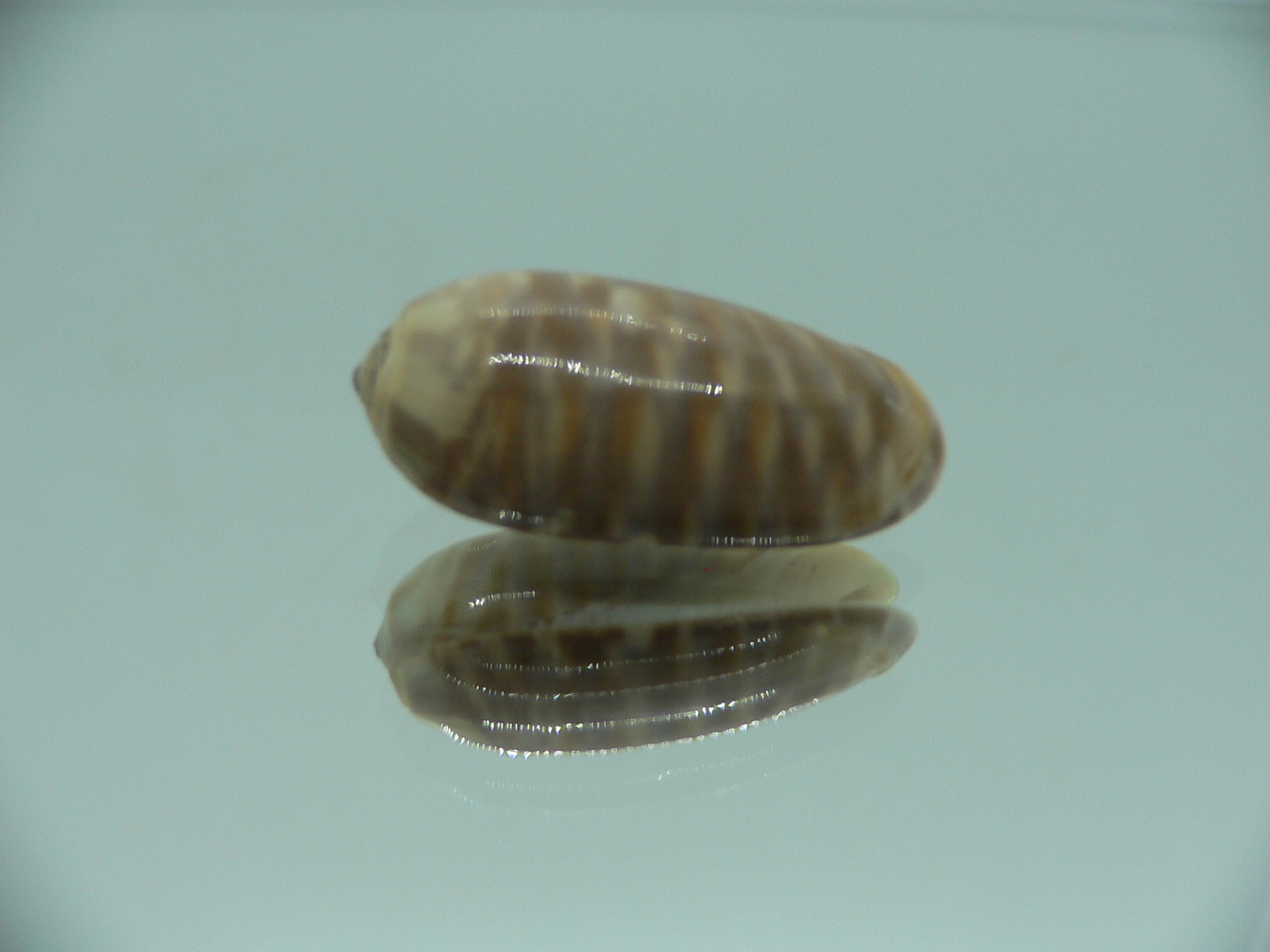 Oliva rufula