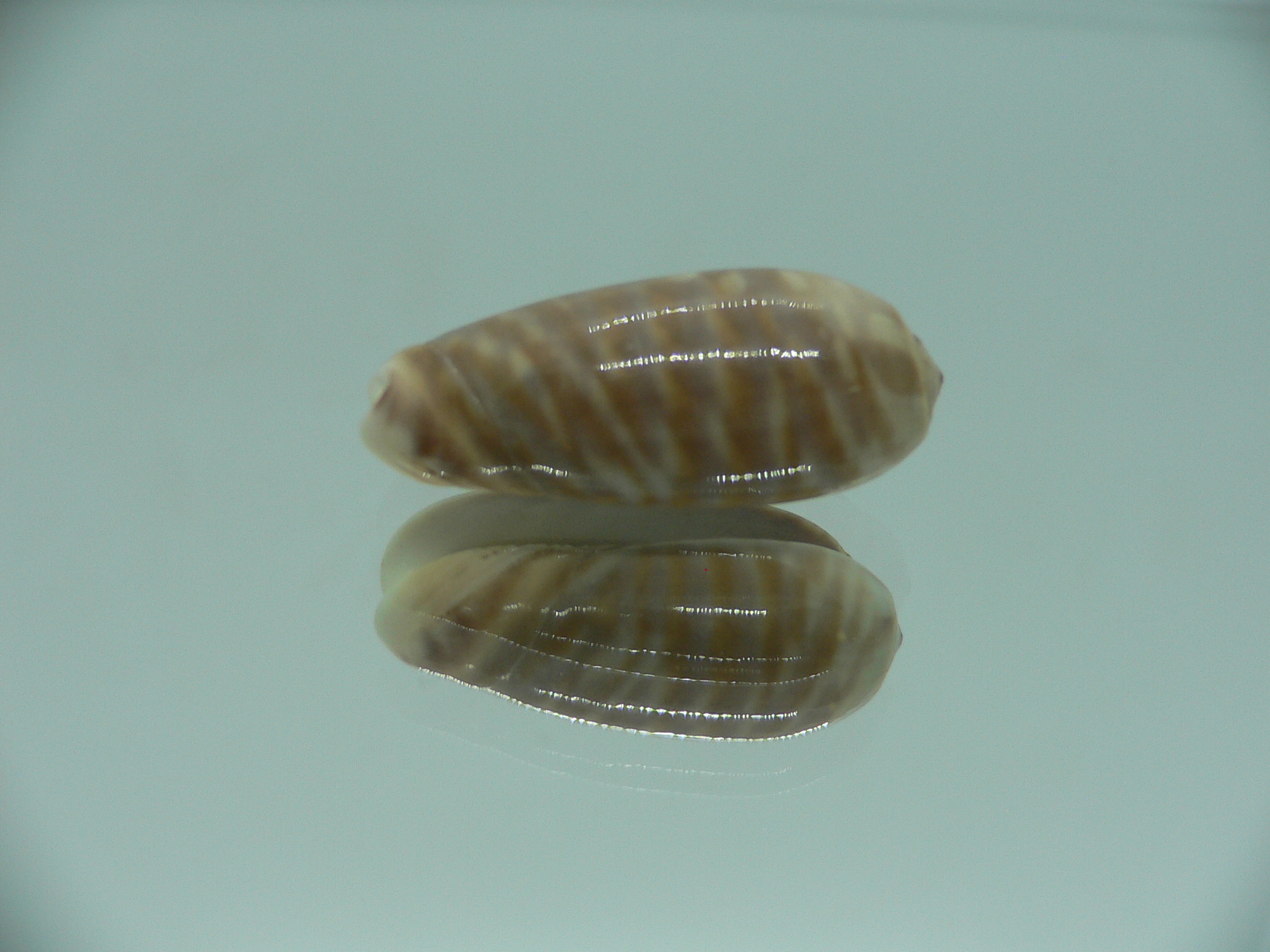 Oliva rufula