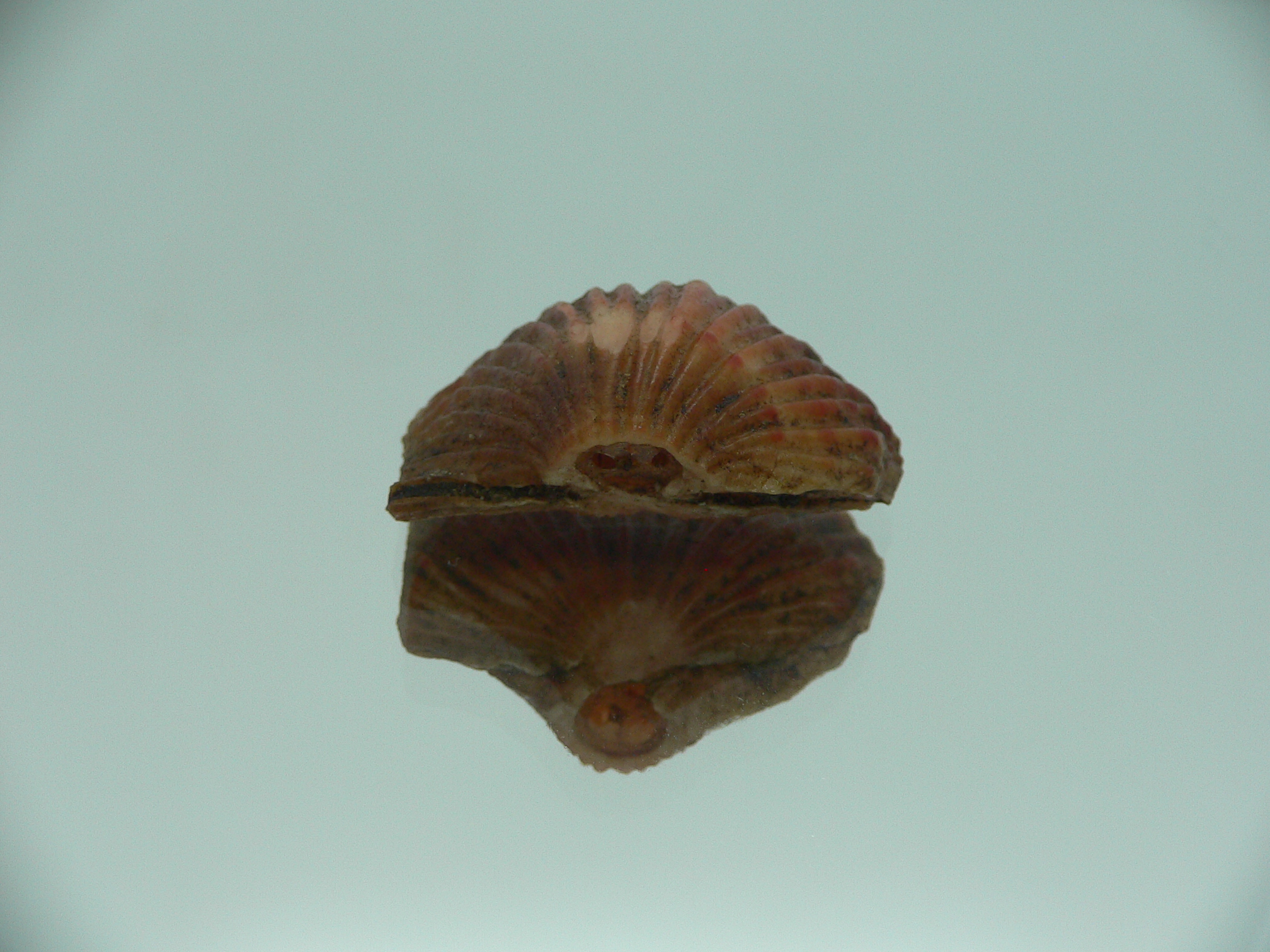 Coptothyris grayi RARE