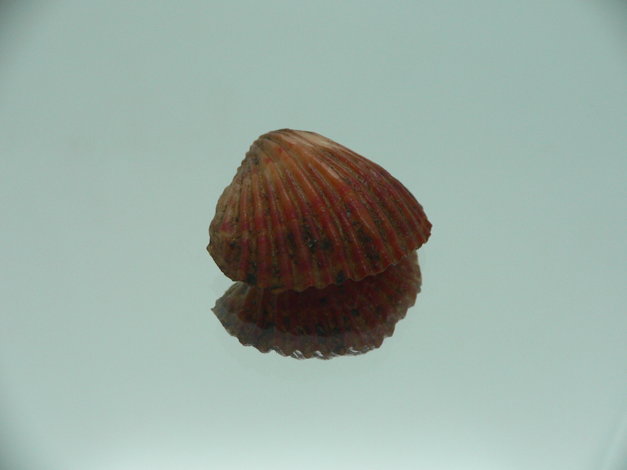 Coptothyris grayi RARE