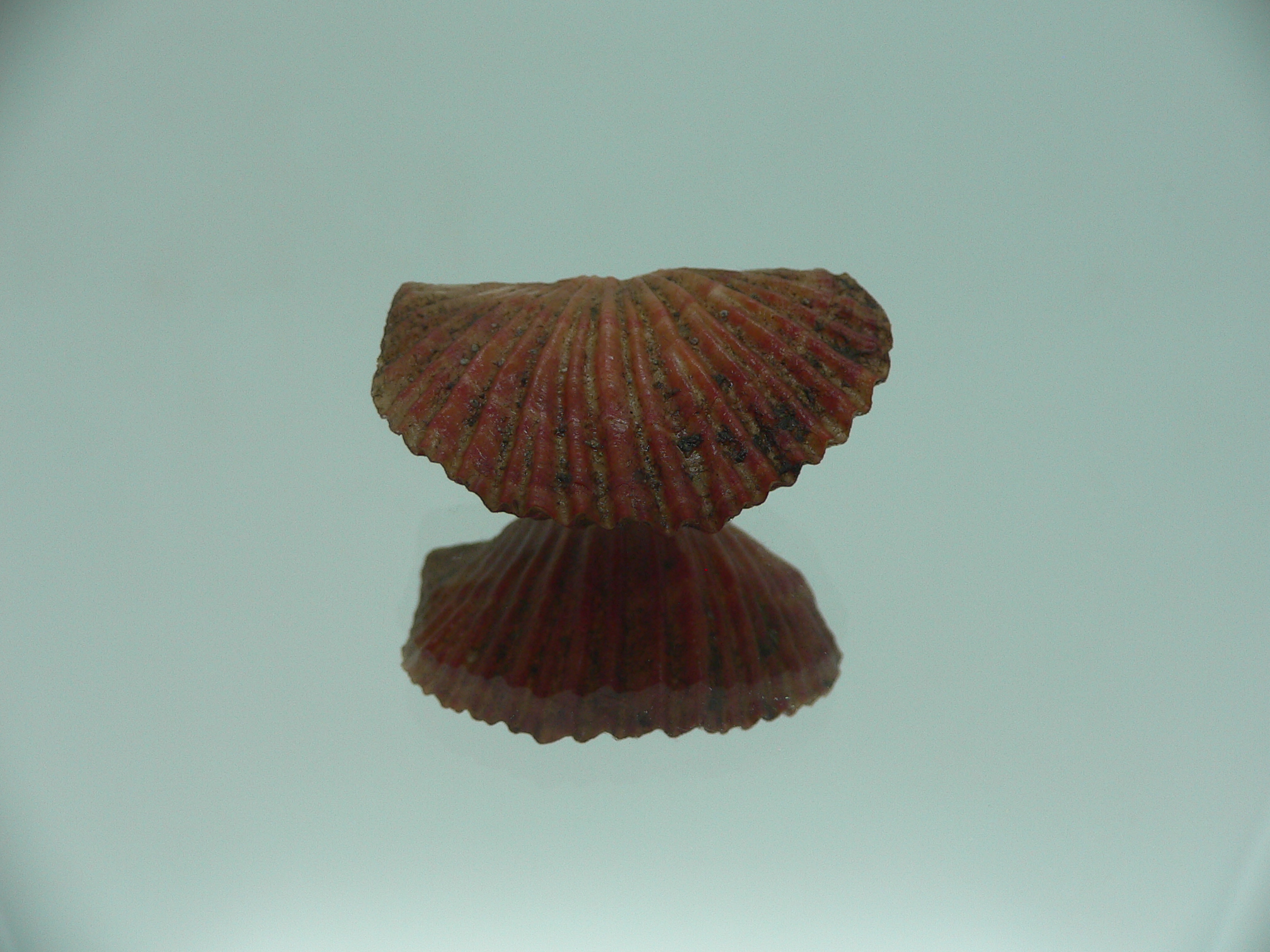 Coptothyris grayi RARE