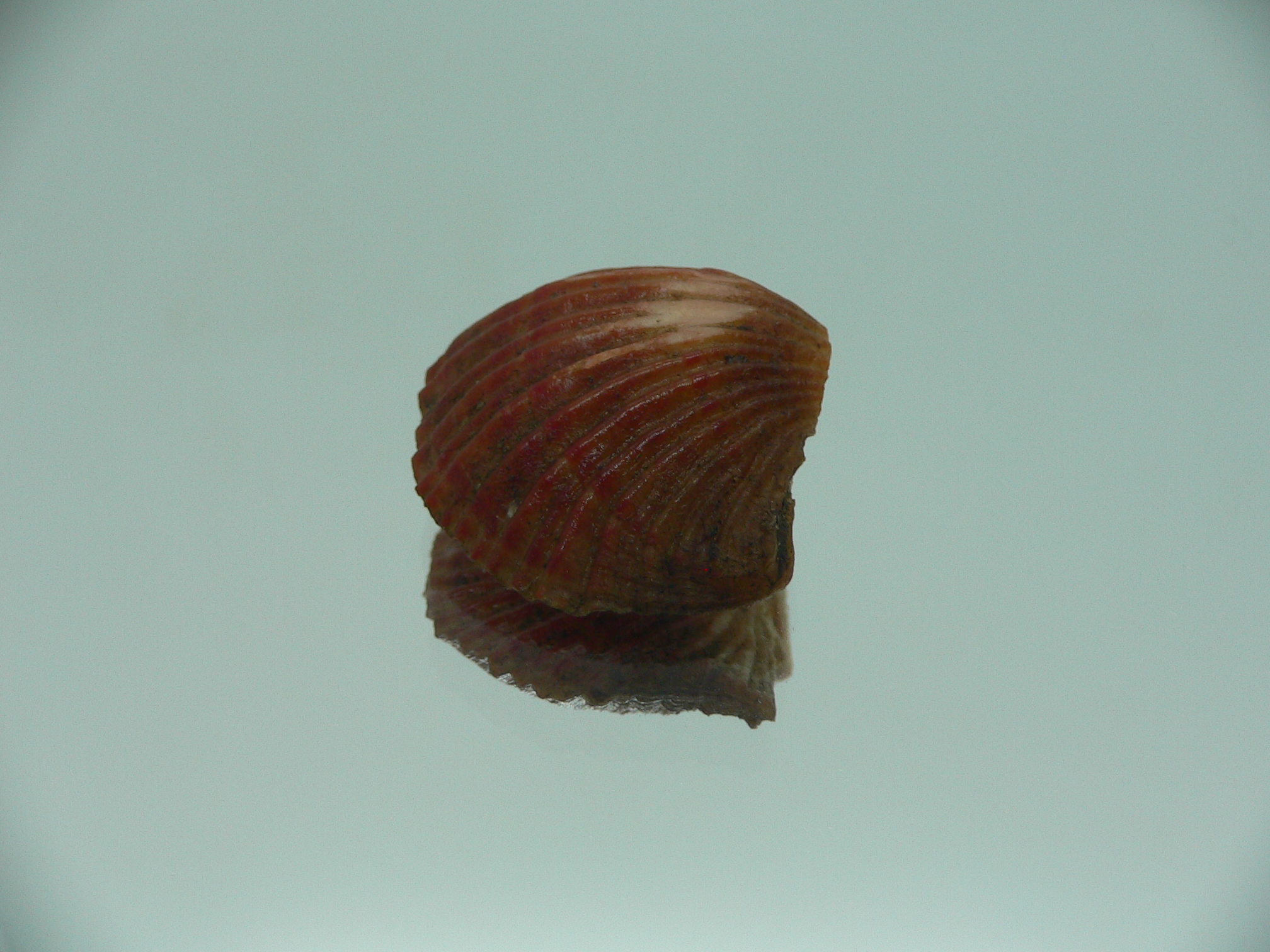 Coptothyris grayi RARE