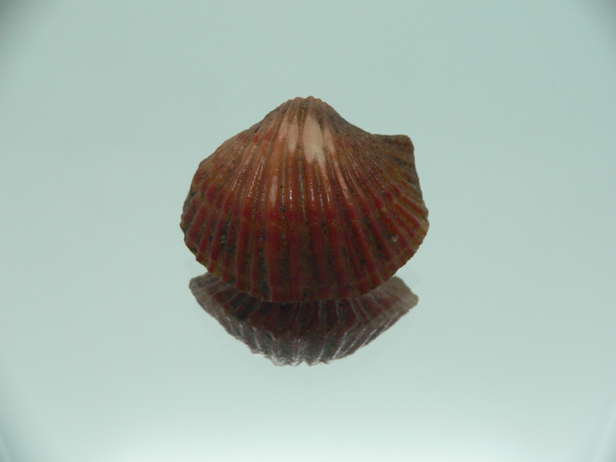 Coptothyris grayi RARE