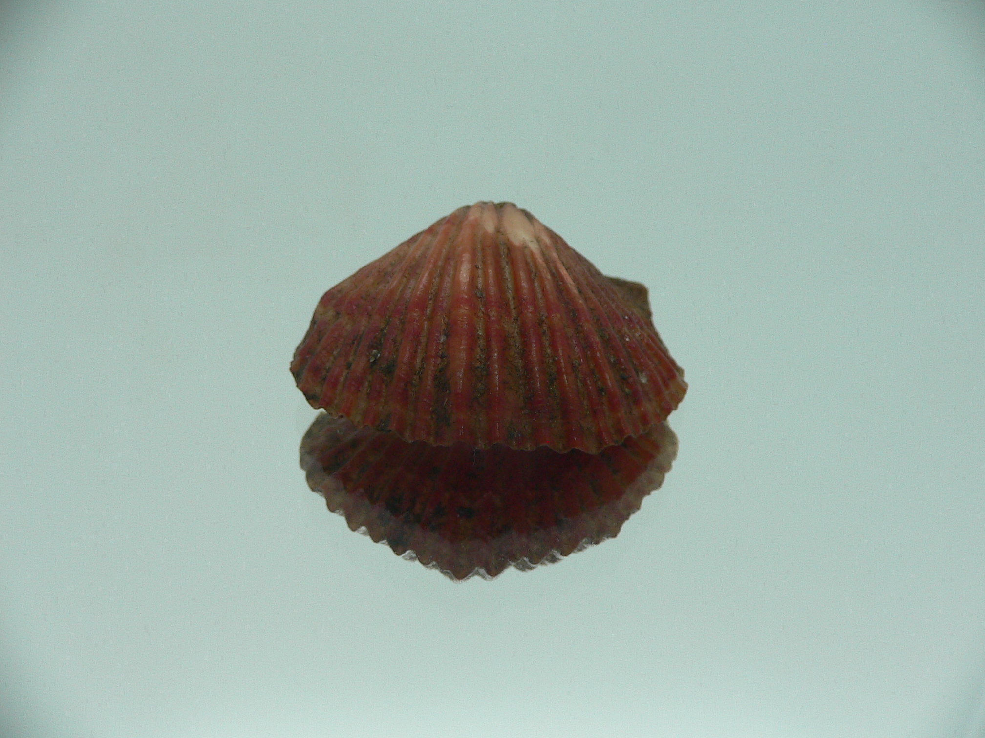 Coptothyris grayi RARE
