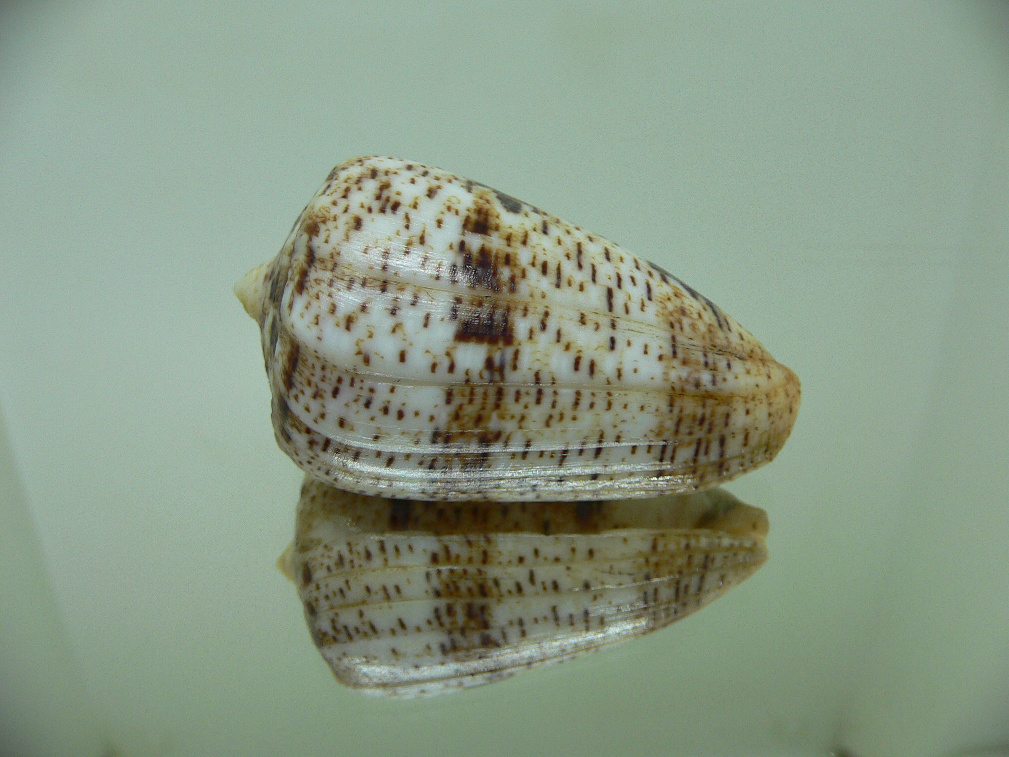 Conus zeylanicus VERY GOOD SIZE