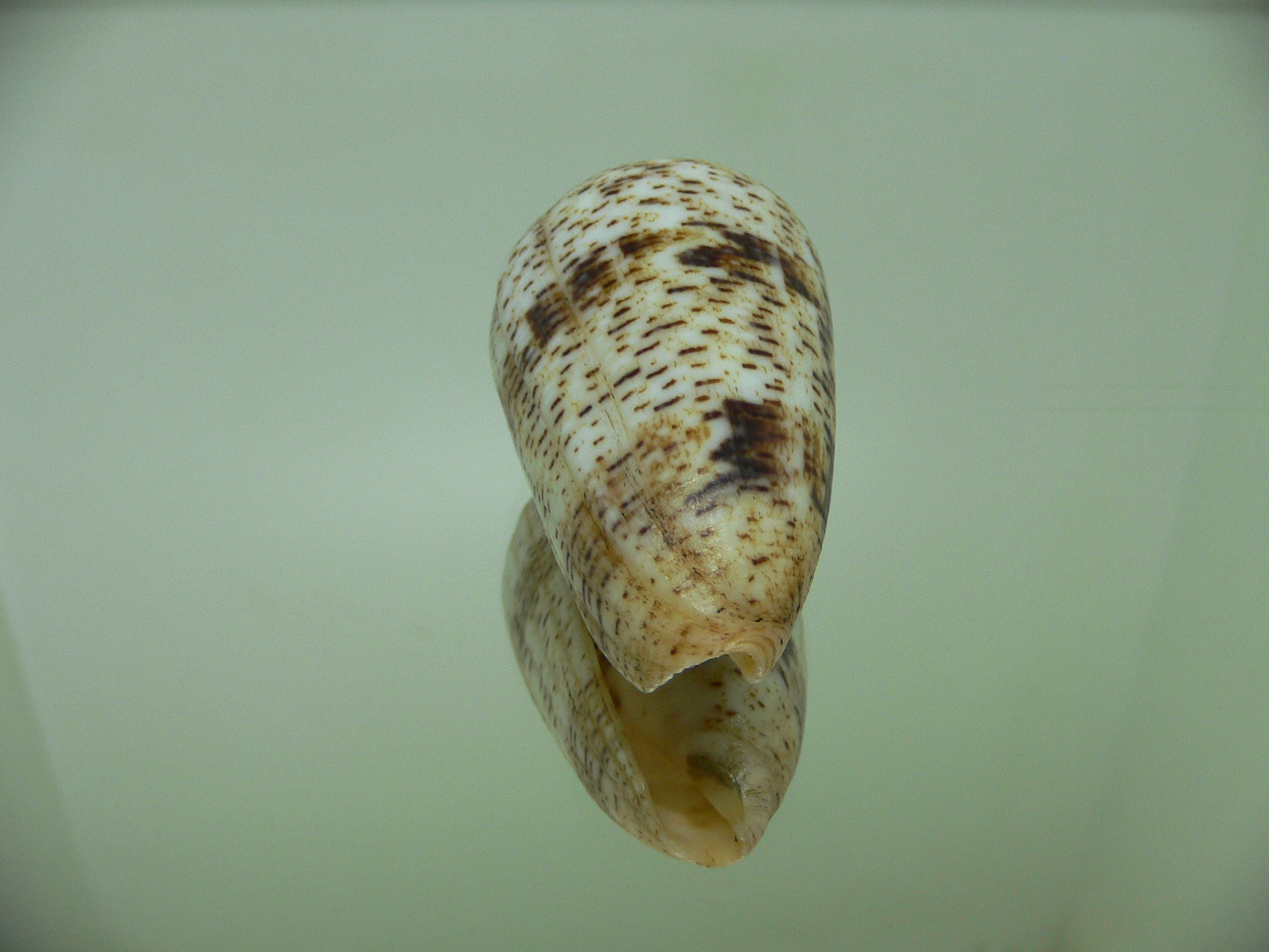 Conus zeylanicus VERY GOOD SIZE