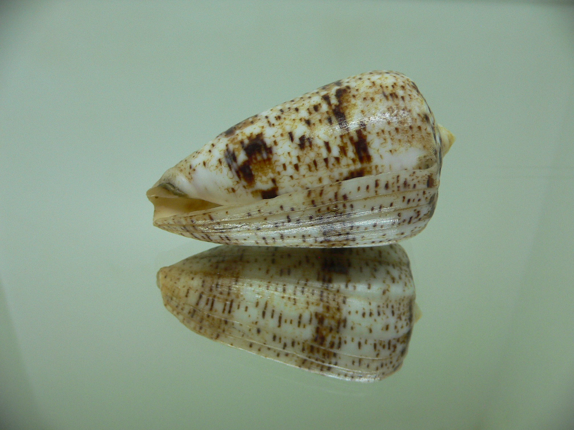 Conus zeylanicus VERY GOOD SIZE