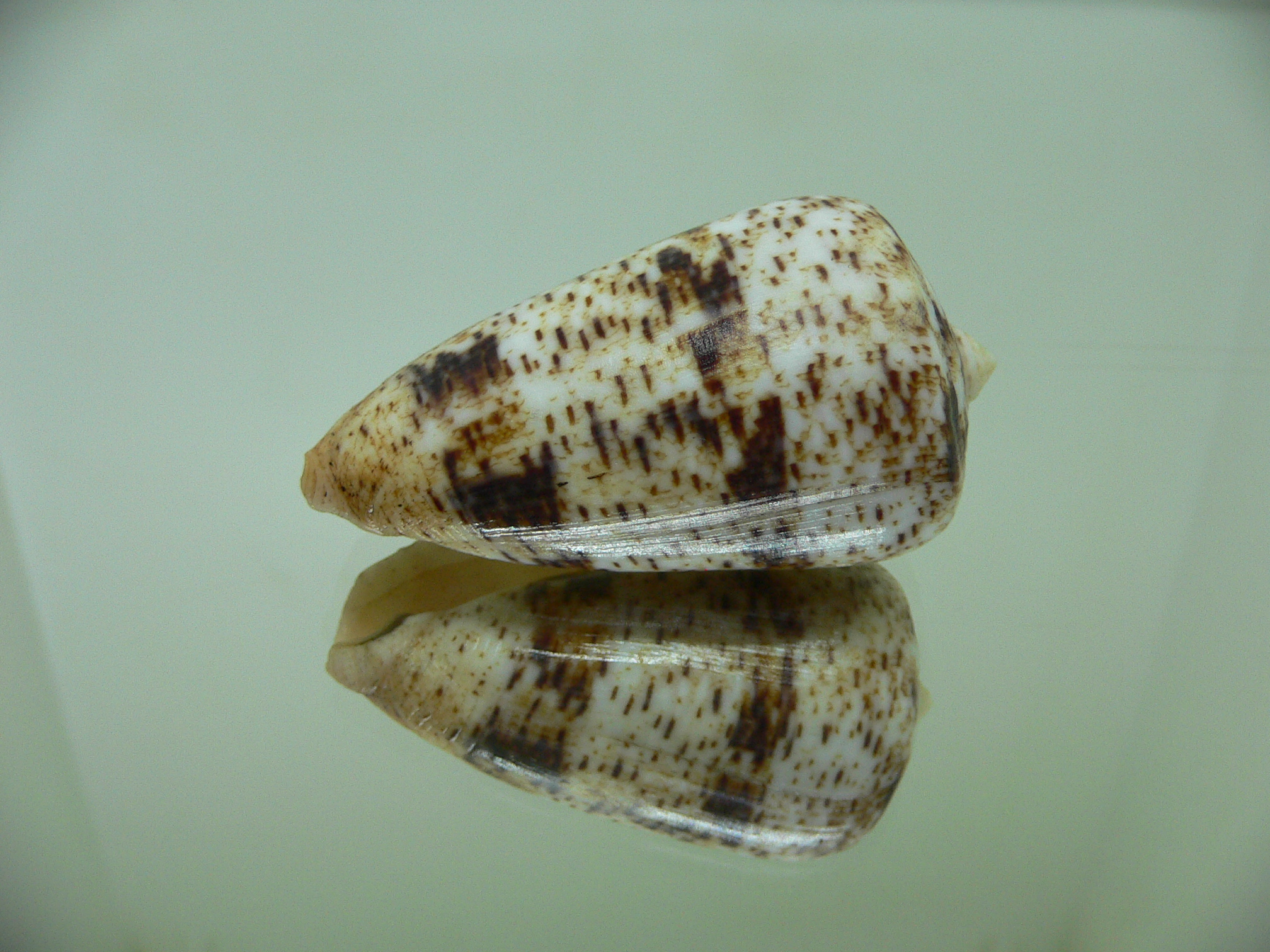 Conus zeylanicus VERY GOOD SIZE