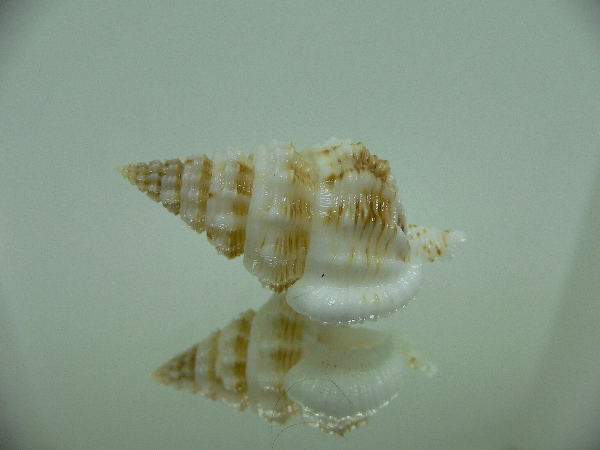Nassaria gyroscopoides IDEAL & BIG