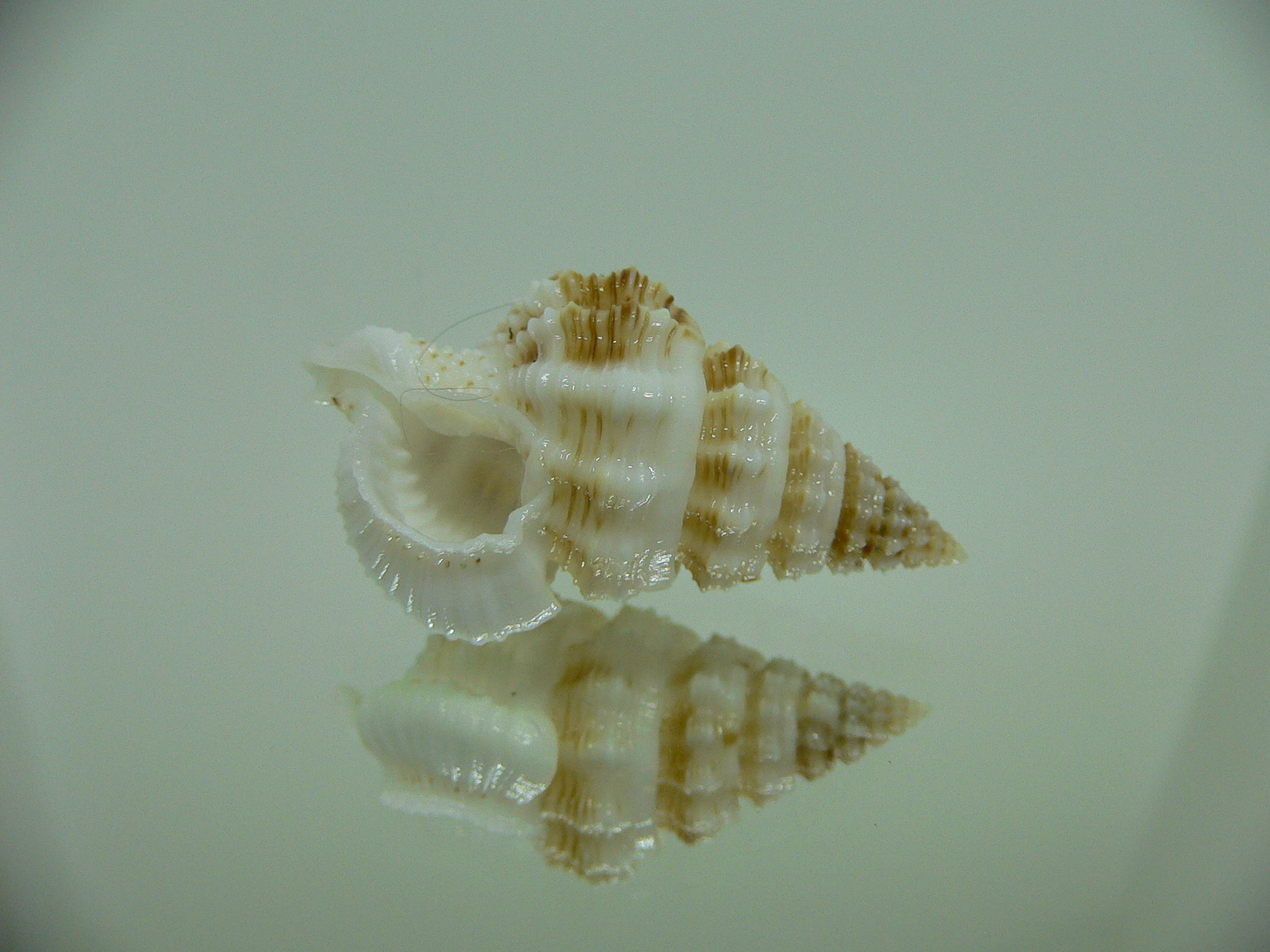 Nassaria gyroscopoides IDEAL & BIG