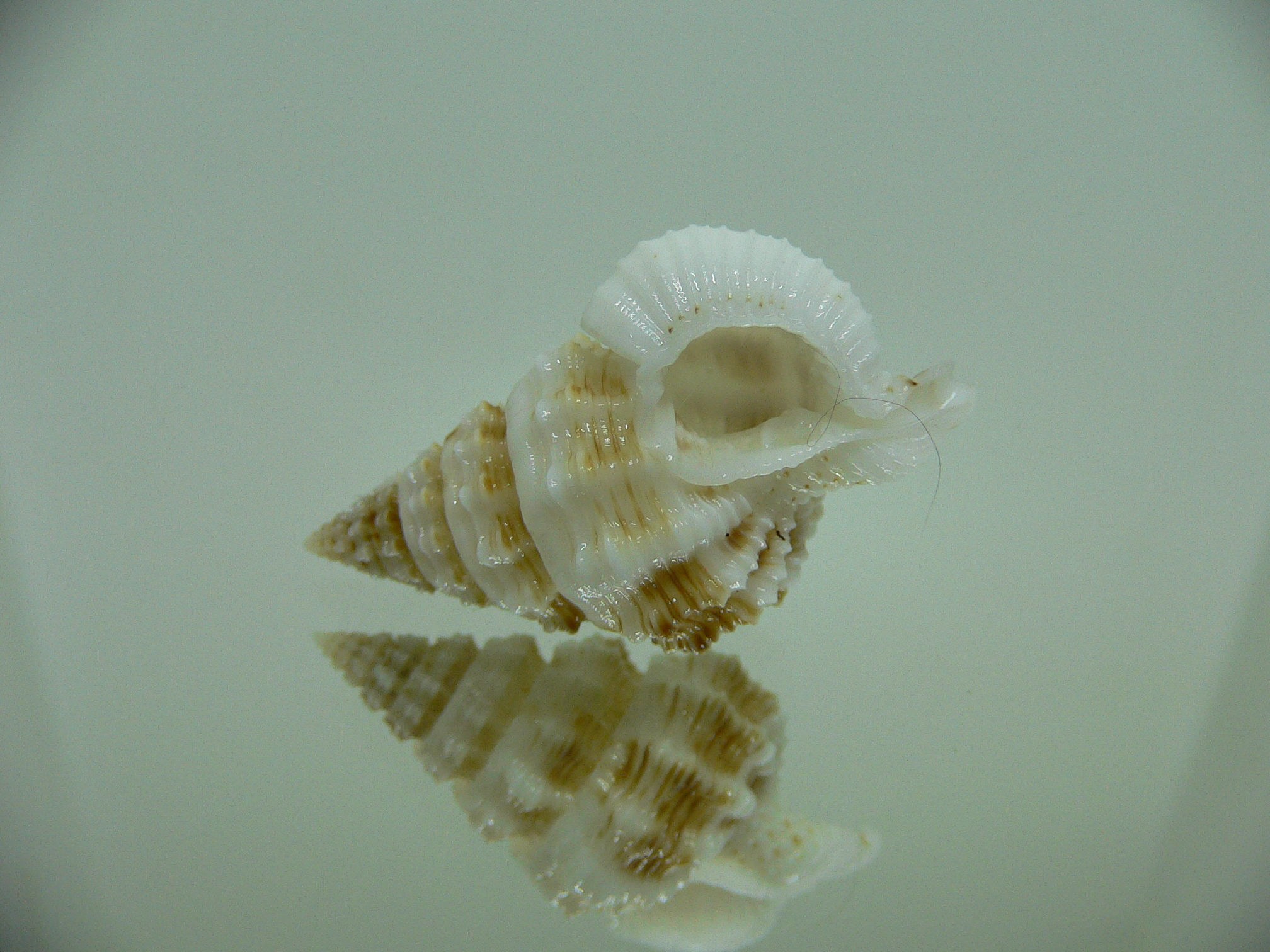 Nassaria gyroscopoides IDEAL & BIG