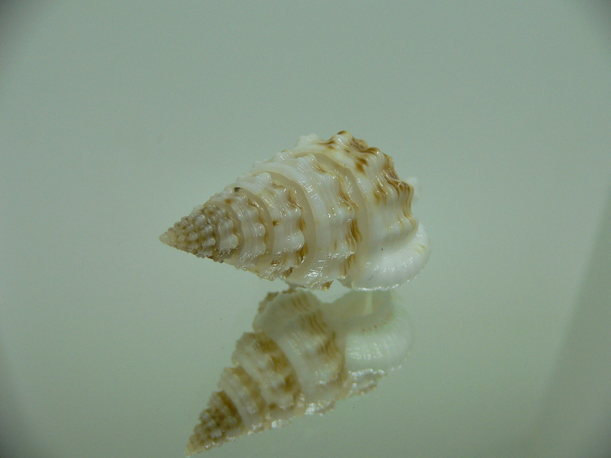 Nassaria gyroscopoides IDEAL & BIG