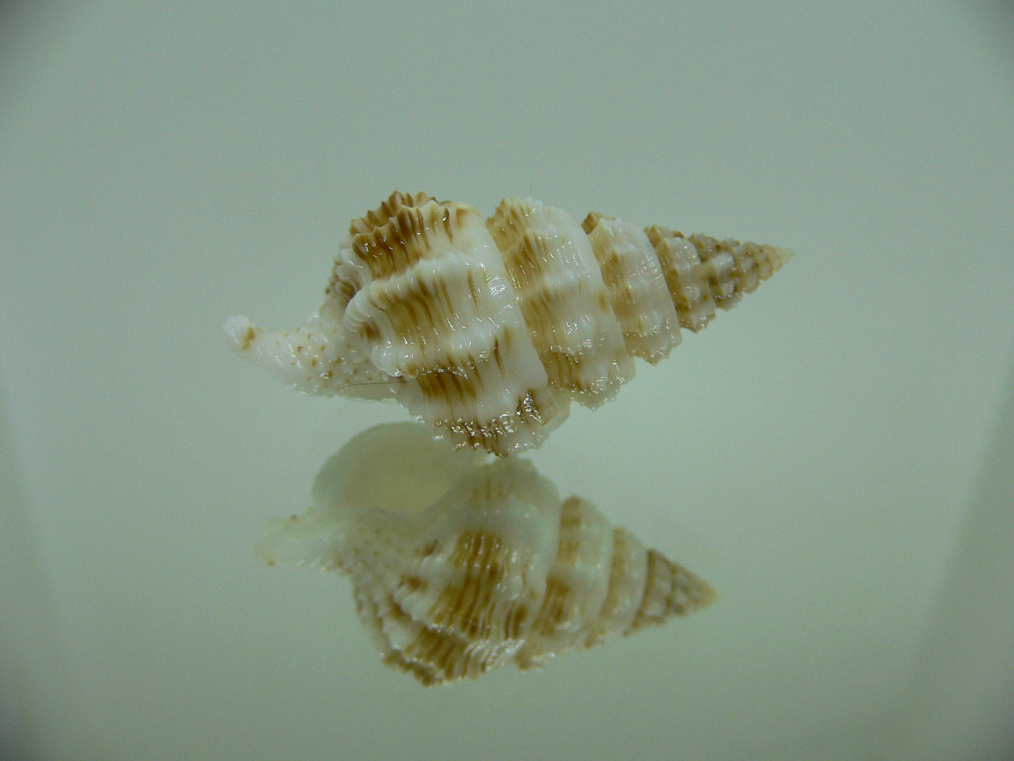 Nassaria gyroscopoides IDEAL & BIG