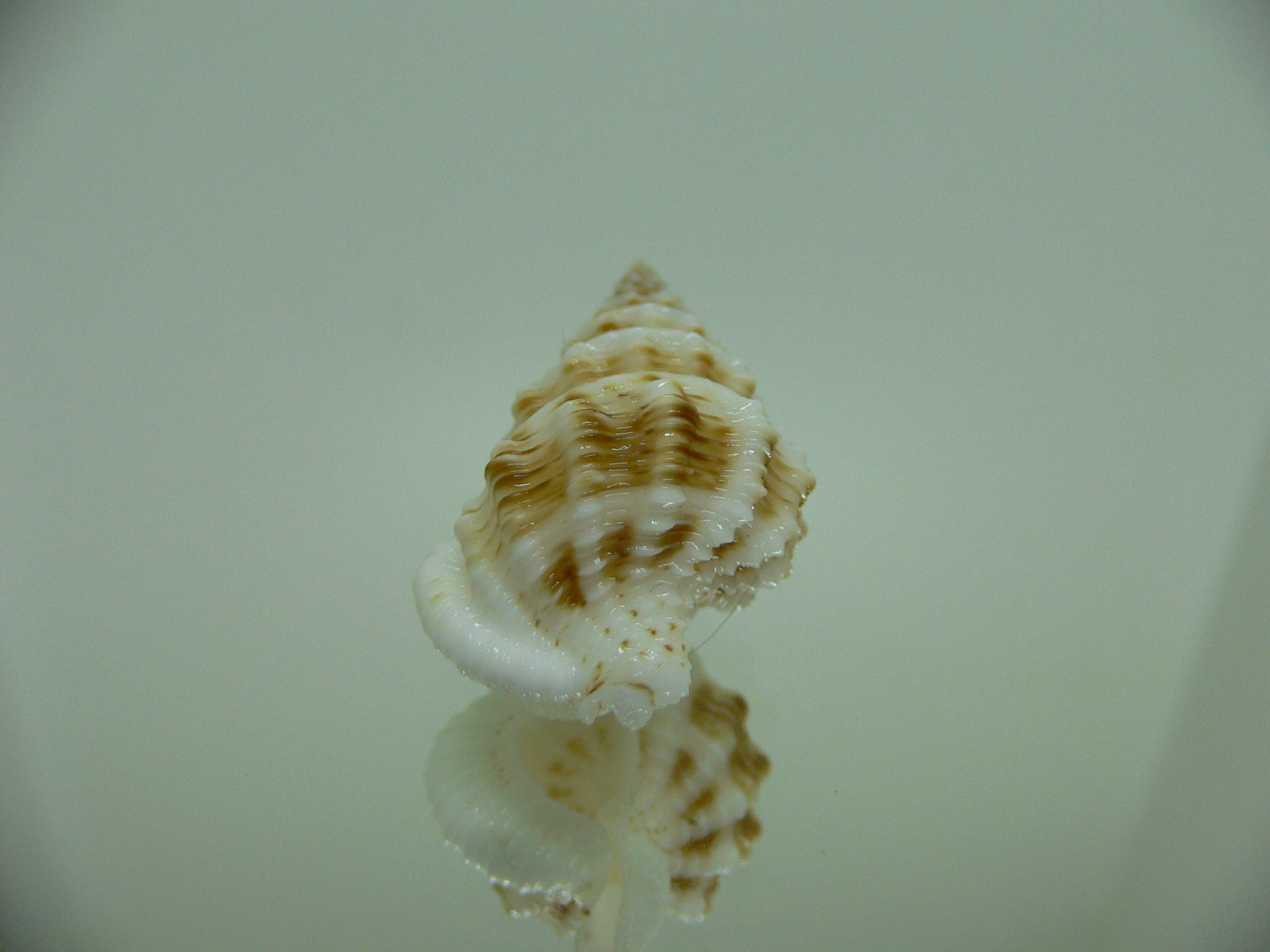 Nassaria gyroscopoides IDEAL & BIG