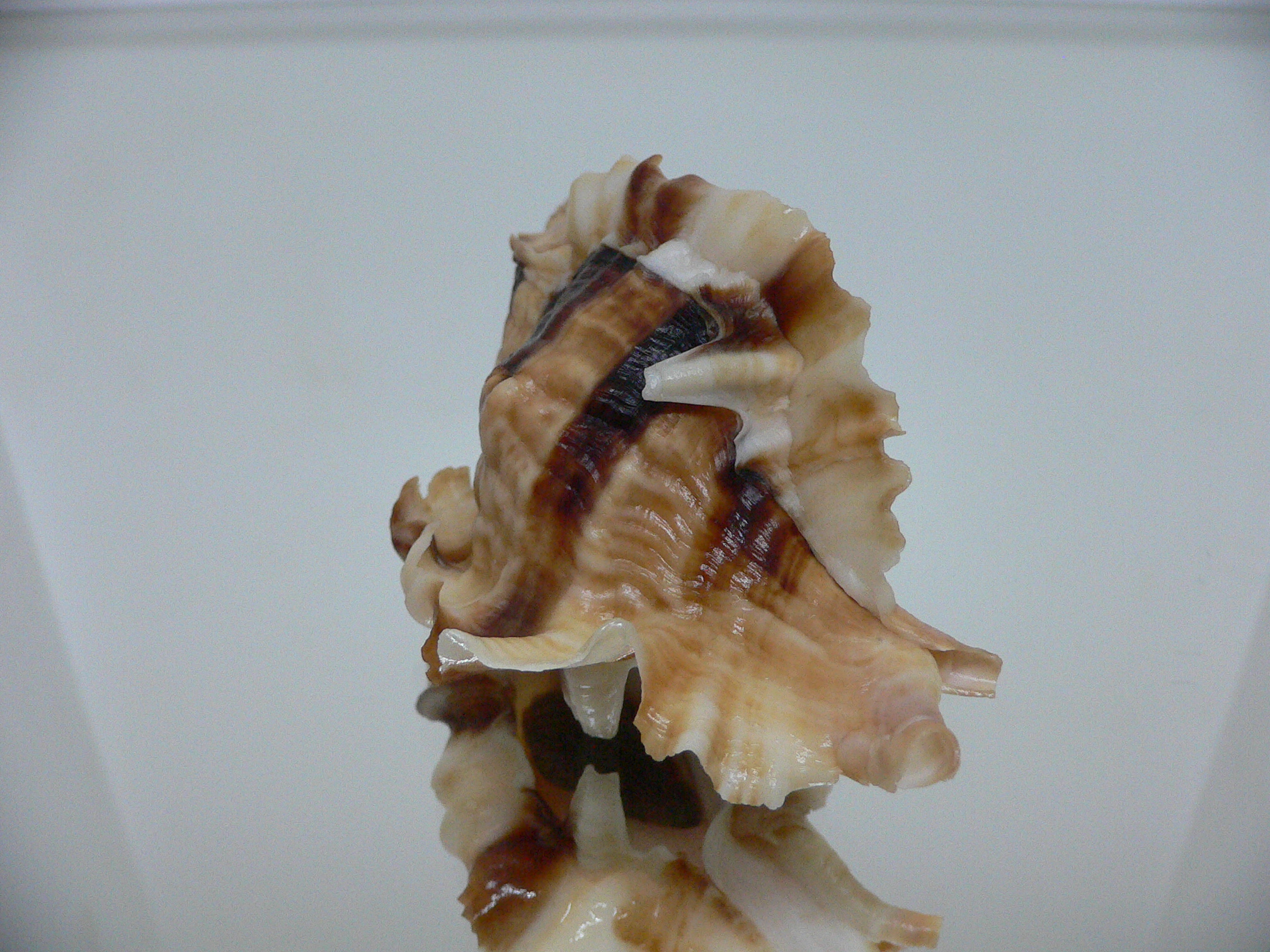 Ceratostoma burnetti coreanica (var.) VERY BIG & ELONGATE