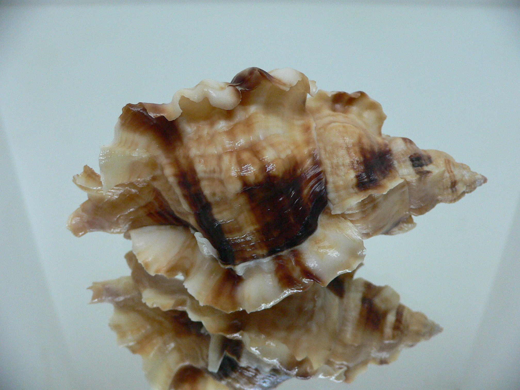 Ceratostoma burnetti coreanica (var.) VERY BIG & ELONGATE