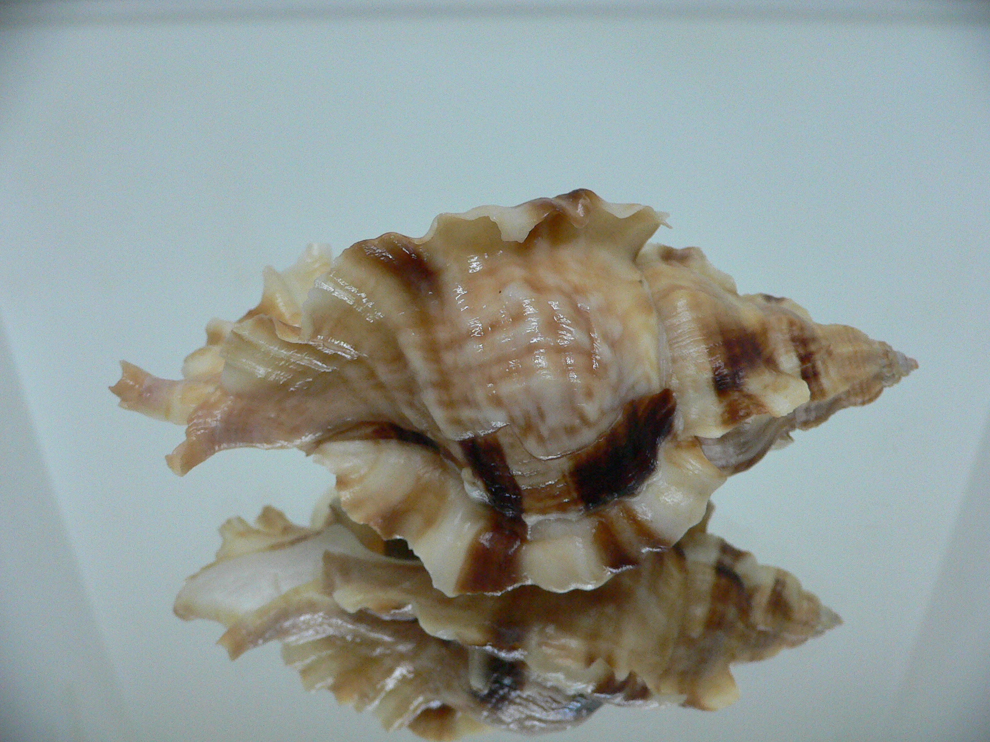 Ceratostoma burnetti coreanica (var.) VERY BIG & ELONGATE