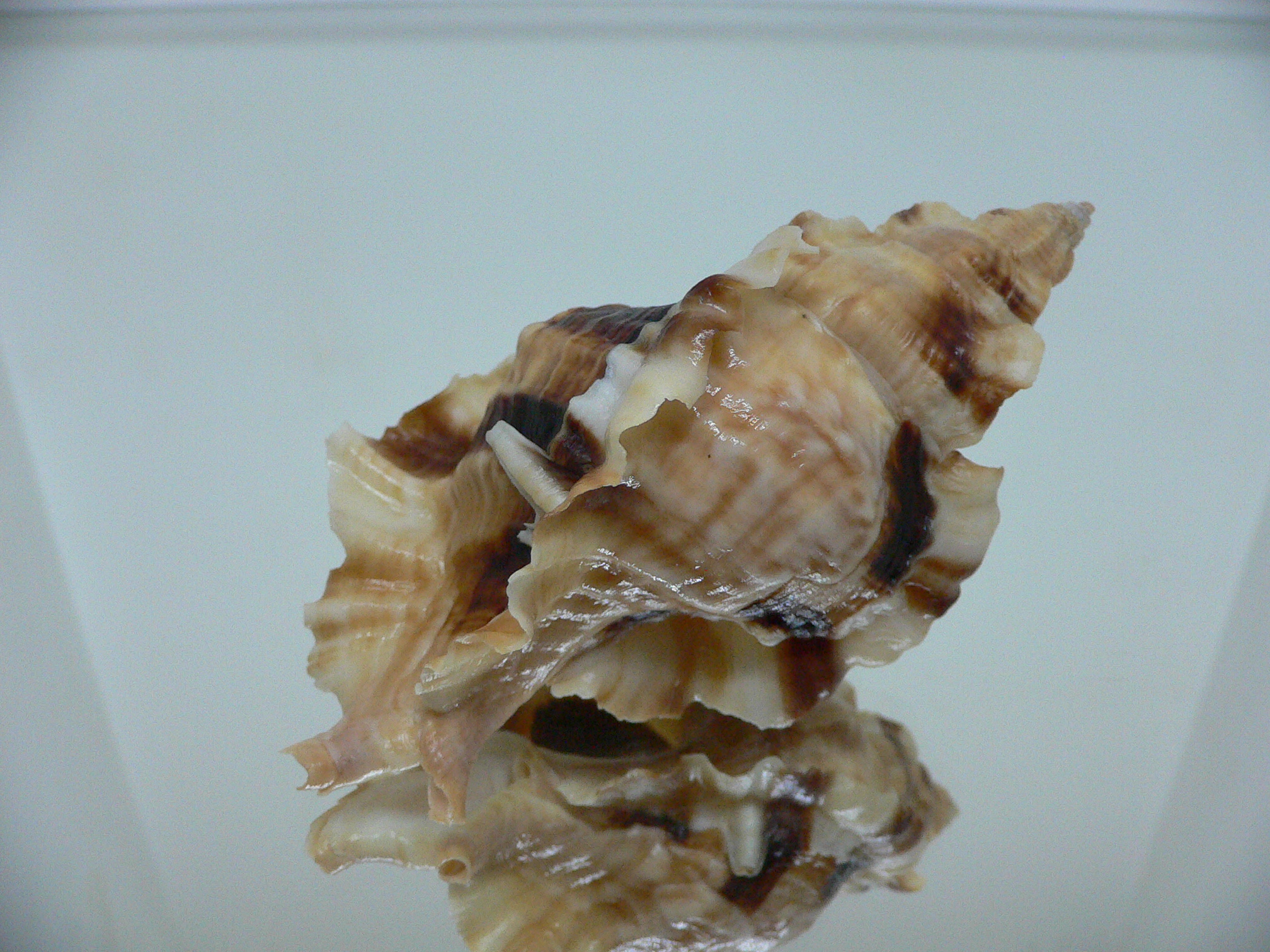 Ceratostoma burnetti coreanica (var.) VERY BIG & ELONGATE