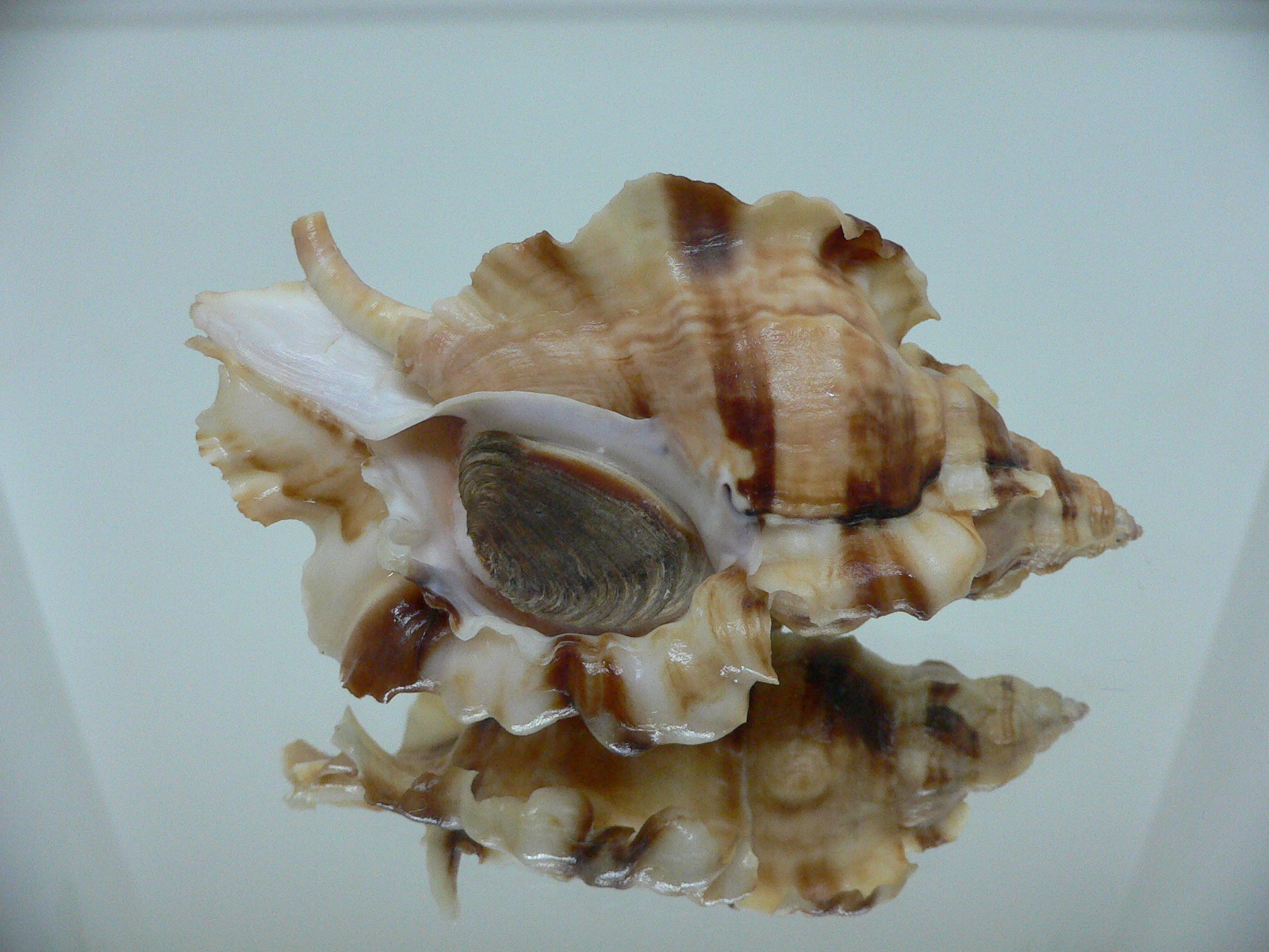 Ceratostoma burnetti coreanica (var.) VERY BIG & ELONGATE