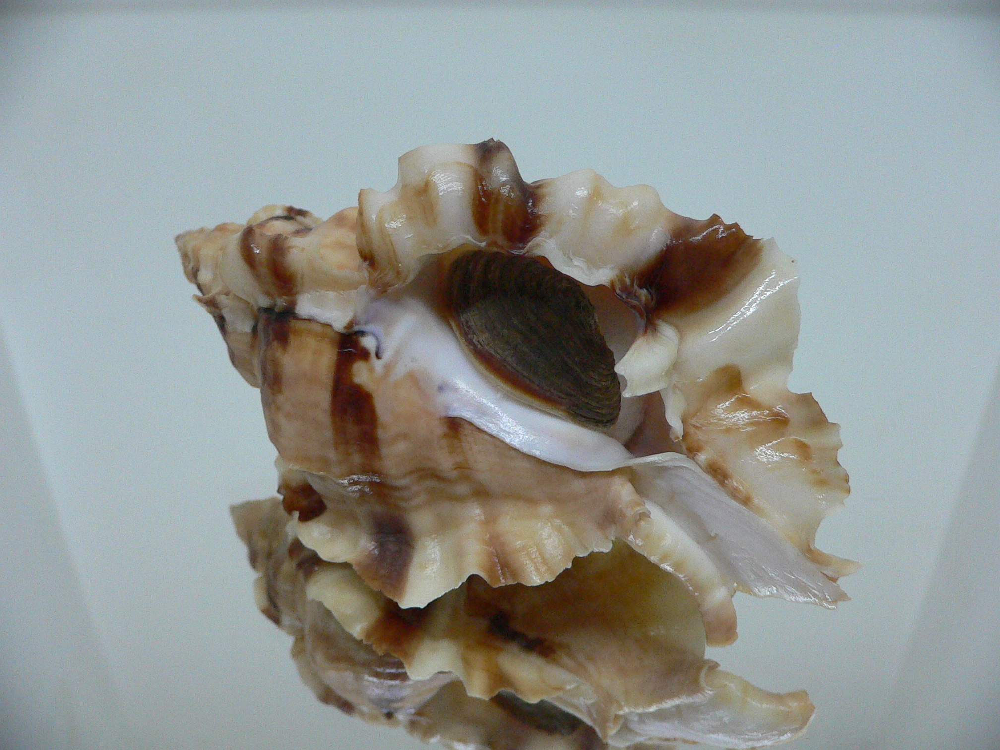 Ceratostoma burnetti coreanica (var.) VERY BIG & ELONGATE