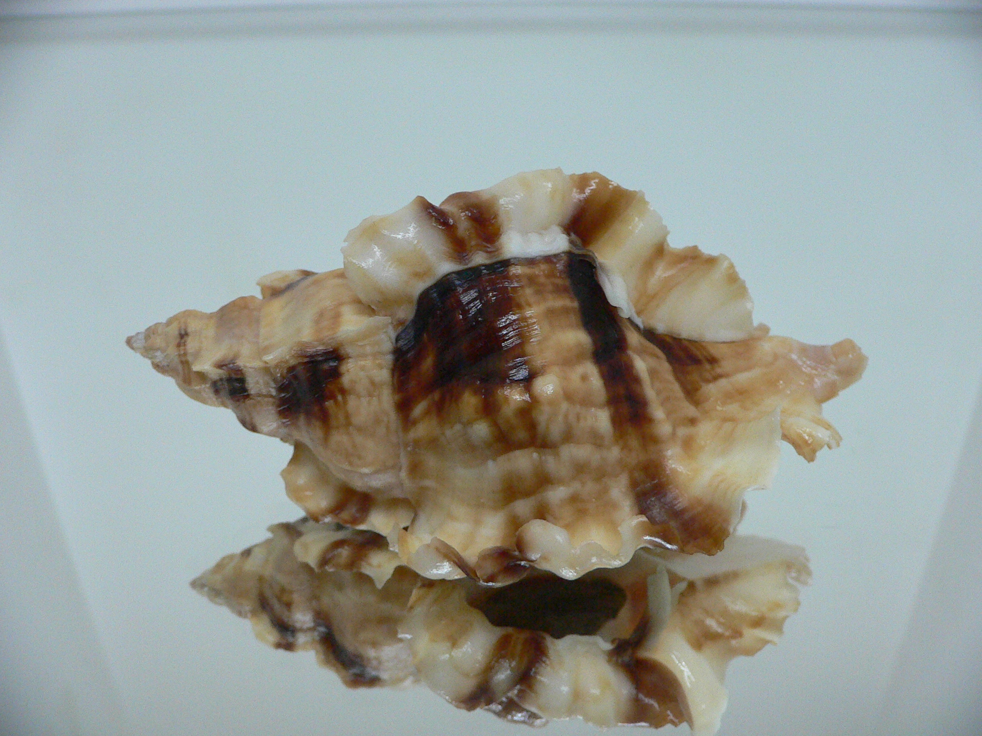 Ceratostoma burnetti coreanica (var.) VERY BIG & ELONGATE