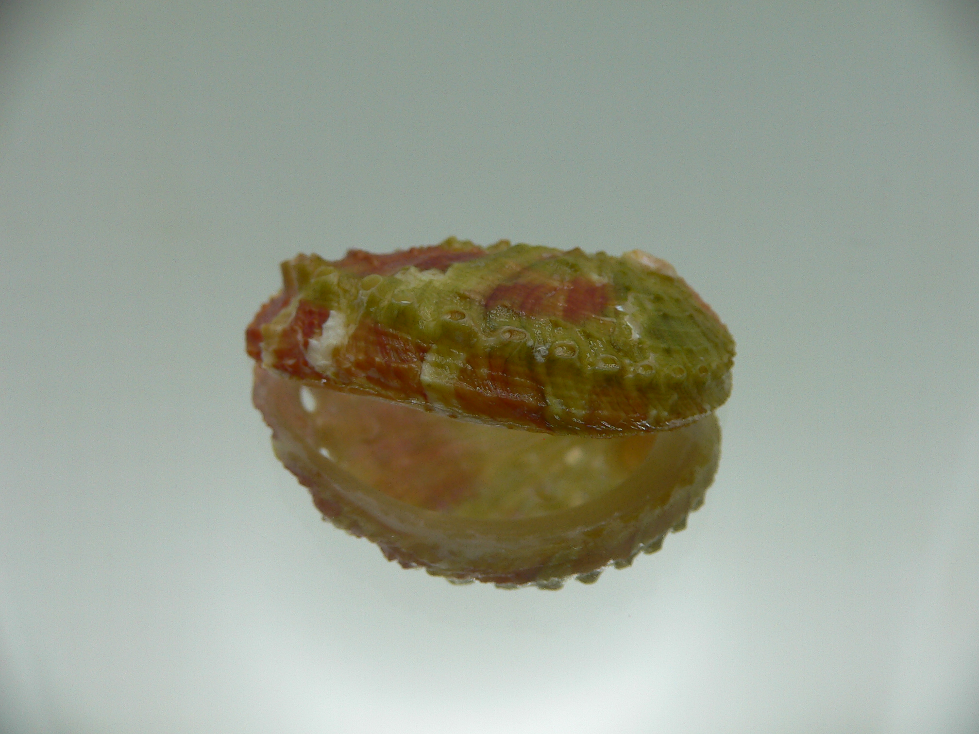 Haliotis planata PINK-GREEN