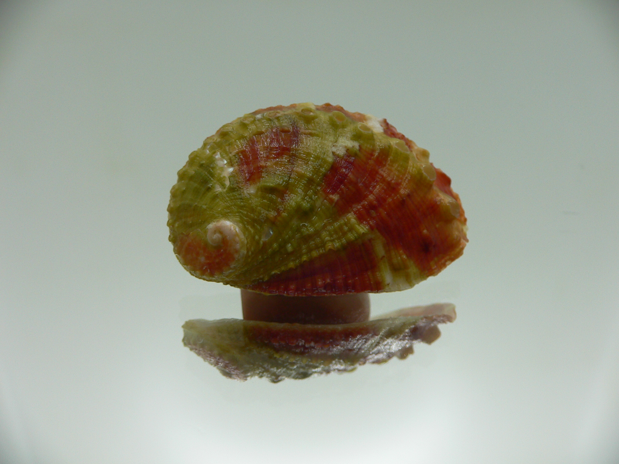 Haliotis planata PINK-GREEN