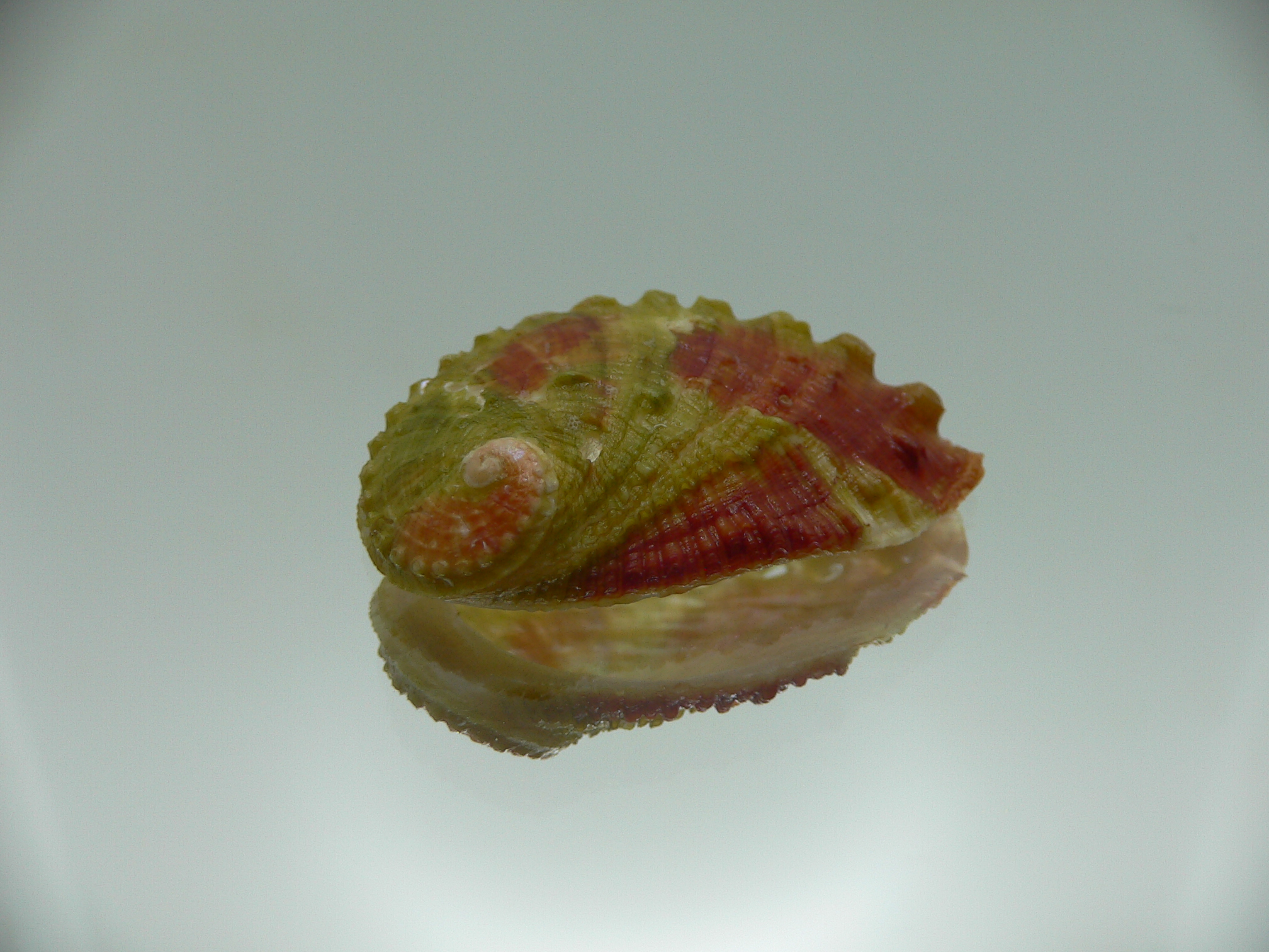 Haliotis planata PINK-GREEN