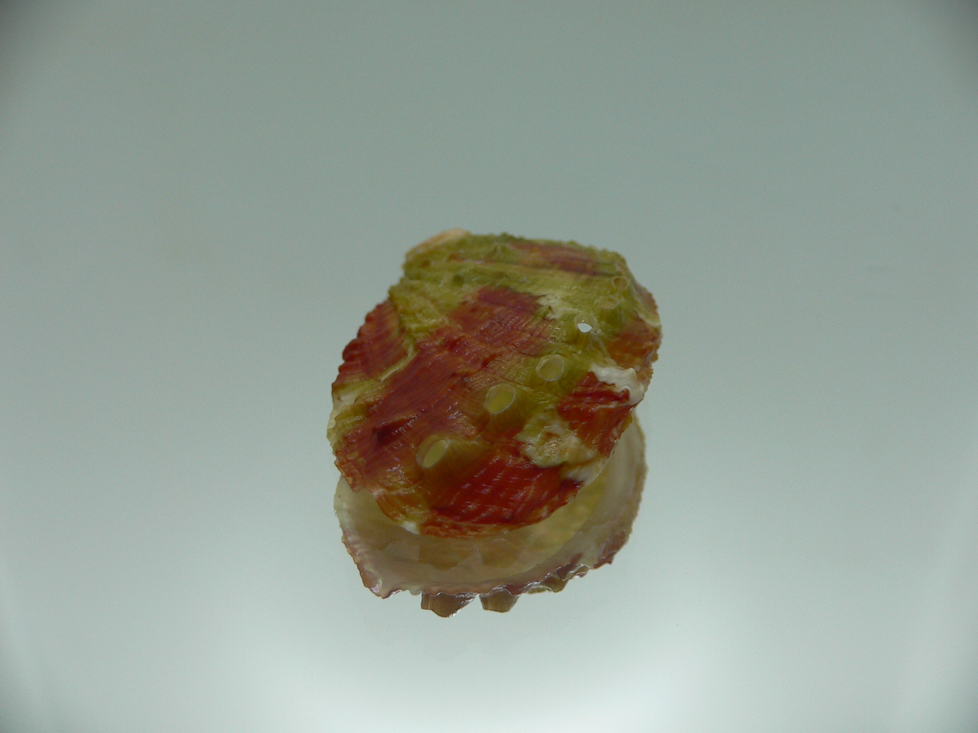 Haliotis planata PINK-GREEN