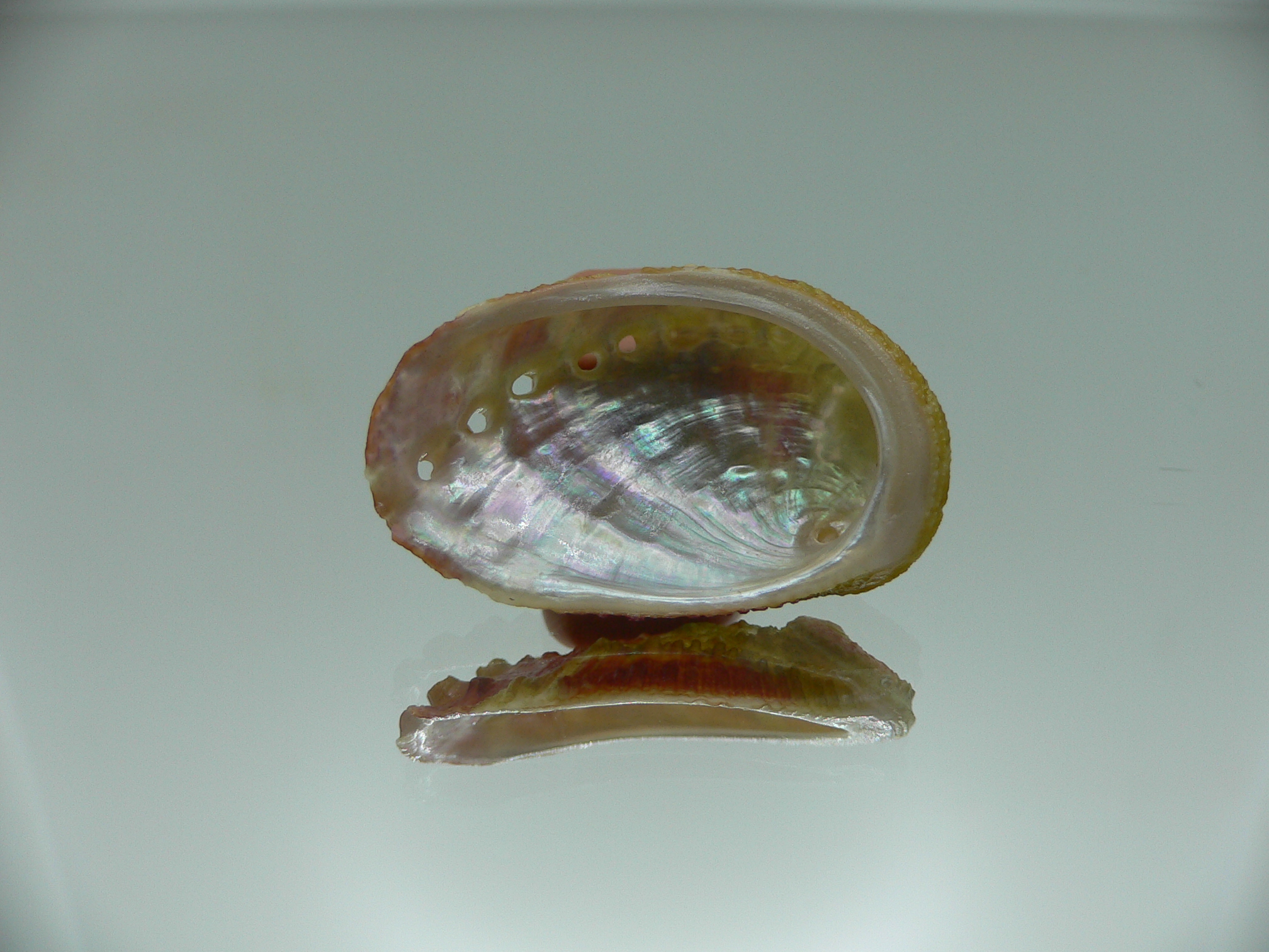 Haliotis planata PINK-GREEN