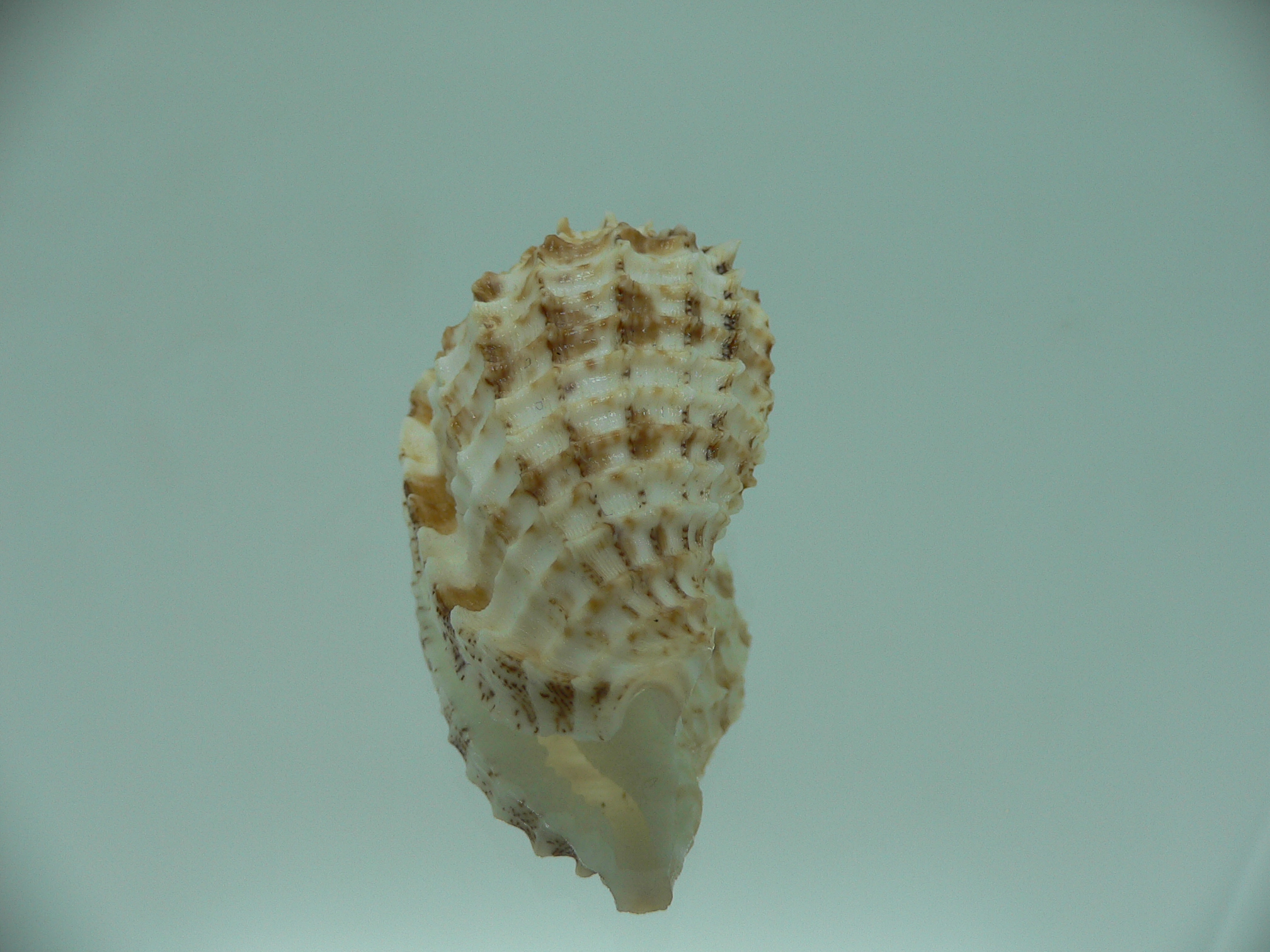 Morum ninomiyai VERY BIG & RARE
