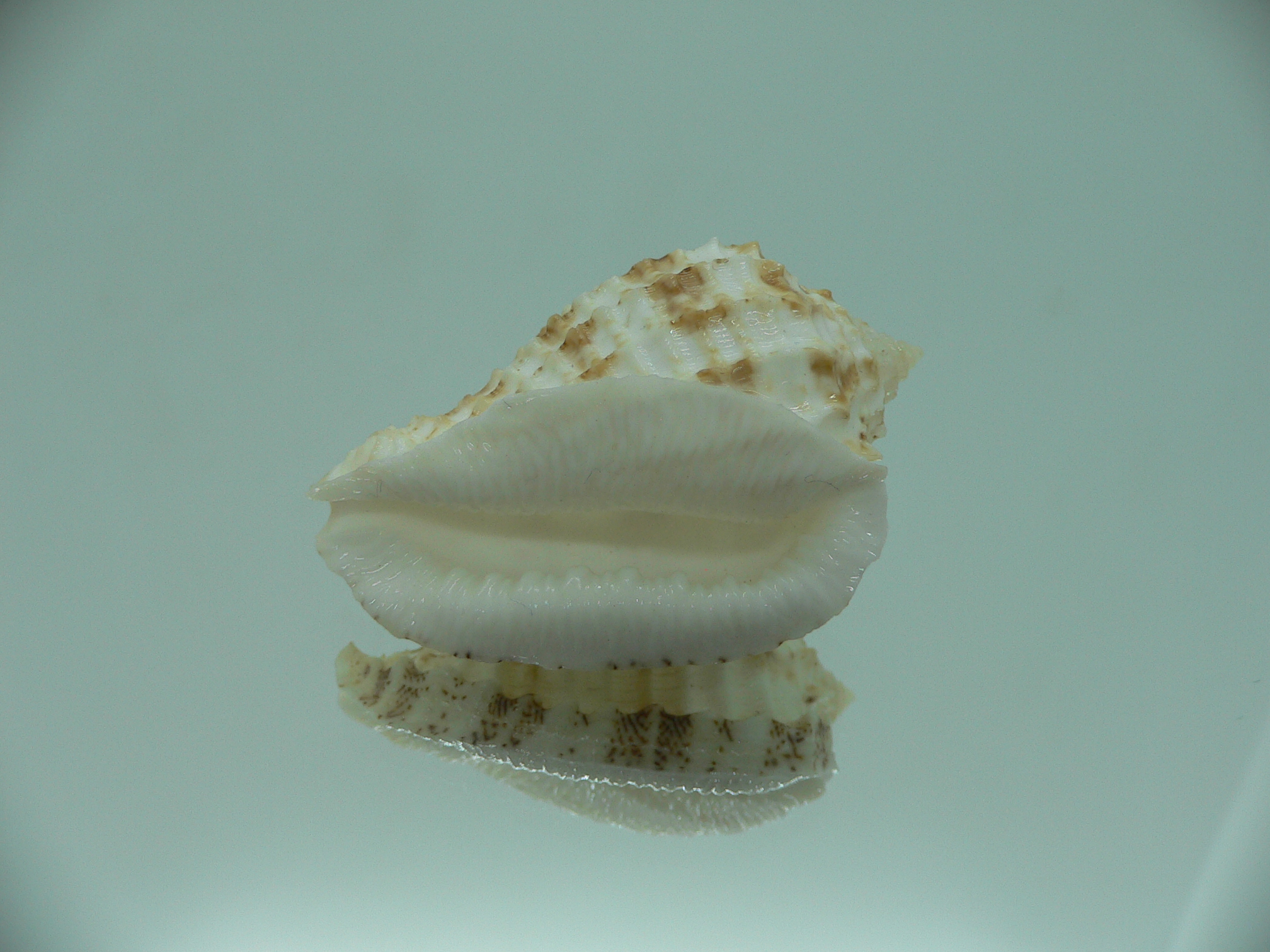 Morum ninomiyai VERY BIG & RARE