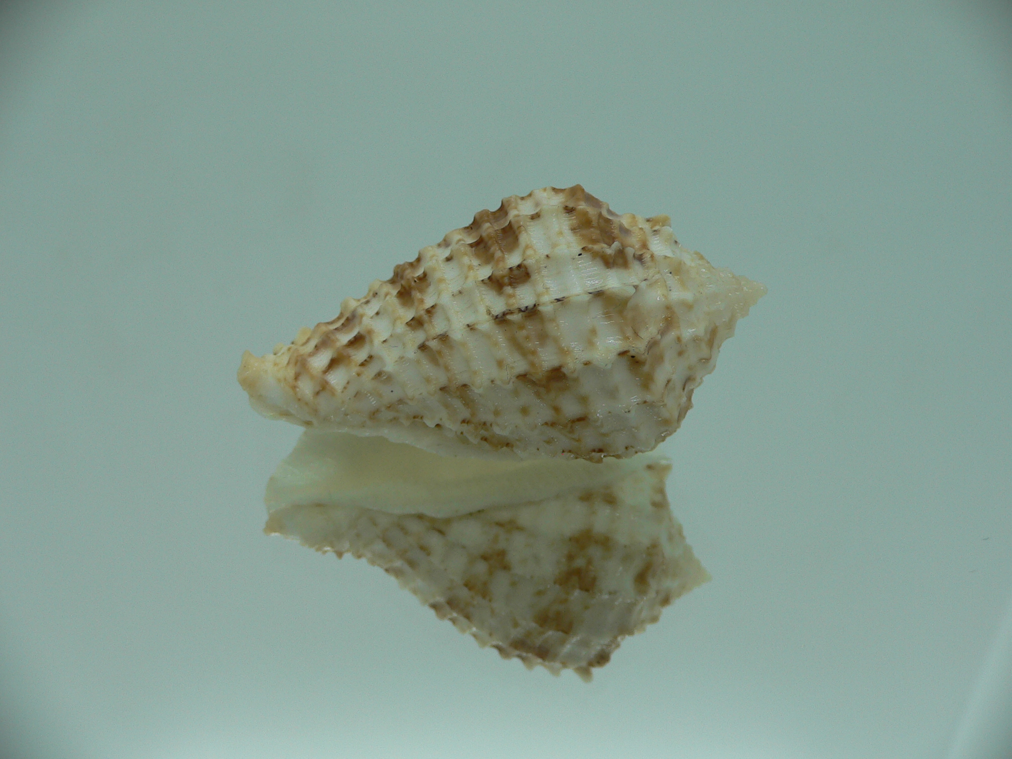 Morum ninomiyai VERY BIG & RARE