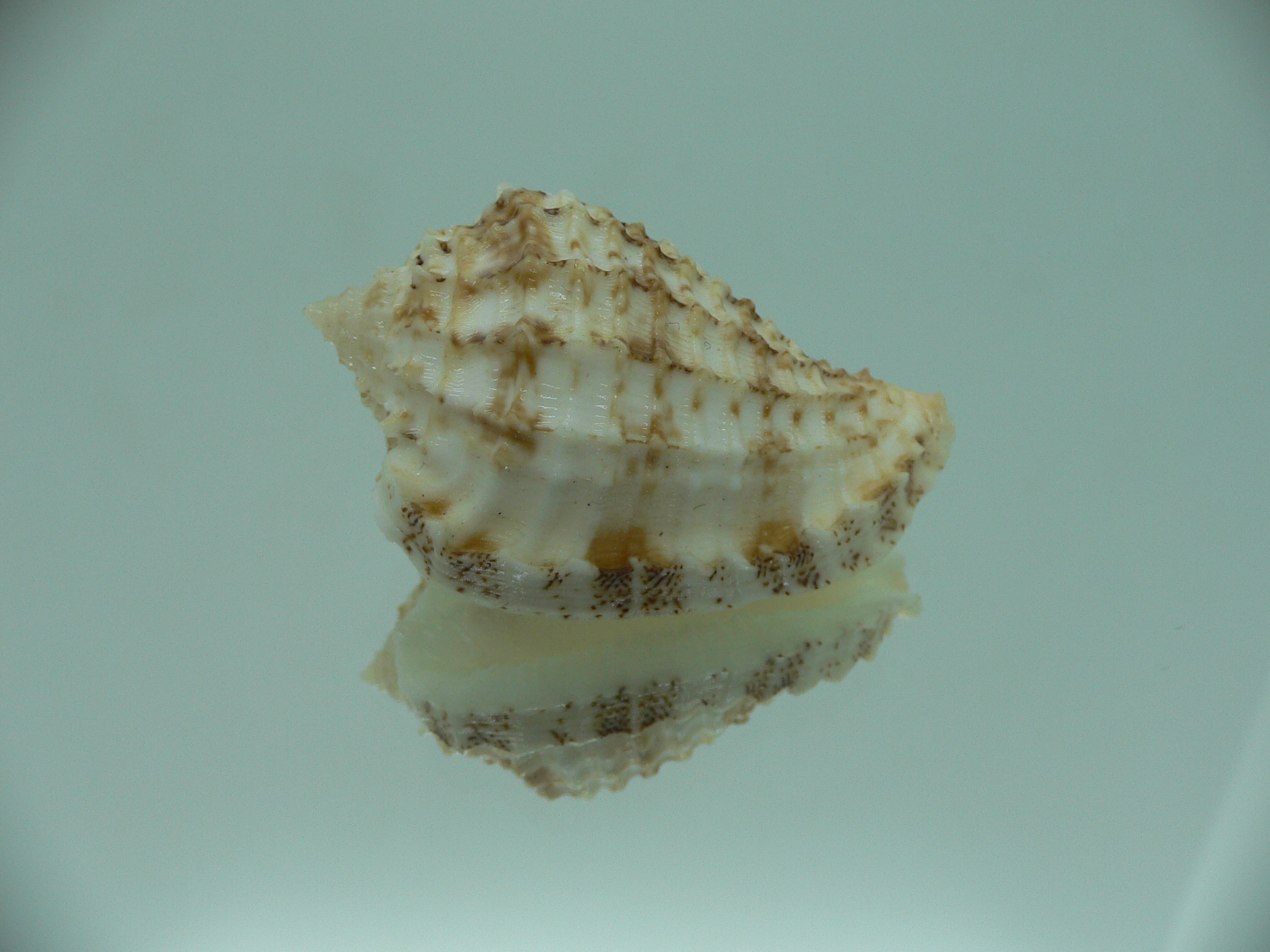 Morum ninomiyai VERY BIG & RARE