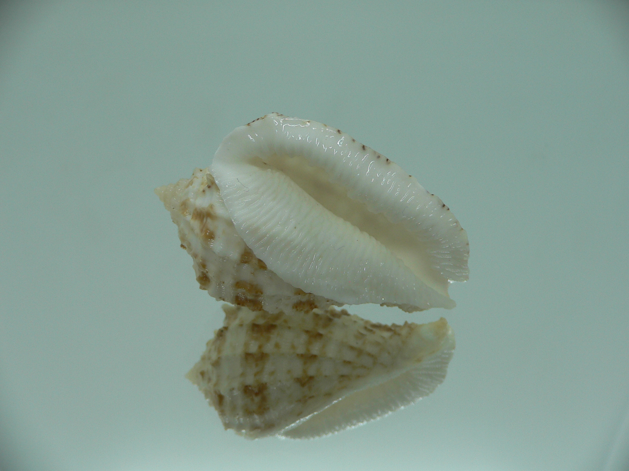 Morum ninomiyai VERY BIG & RARE