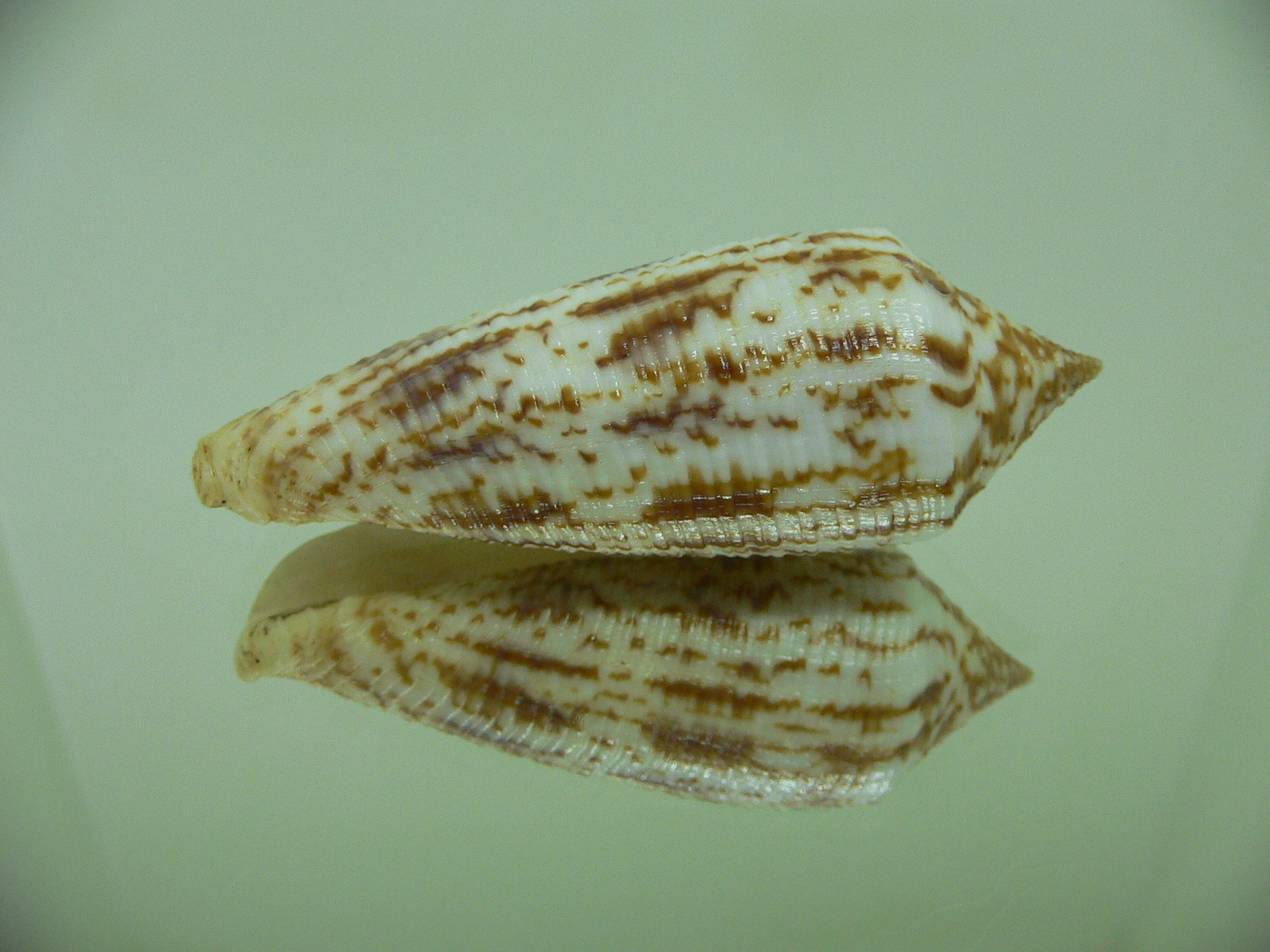 Conus australis duplicatus (var.) BIG