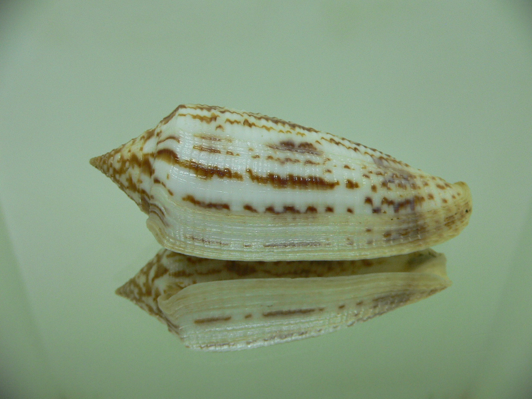 Conus australis duplicatus (var.) BIG