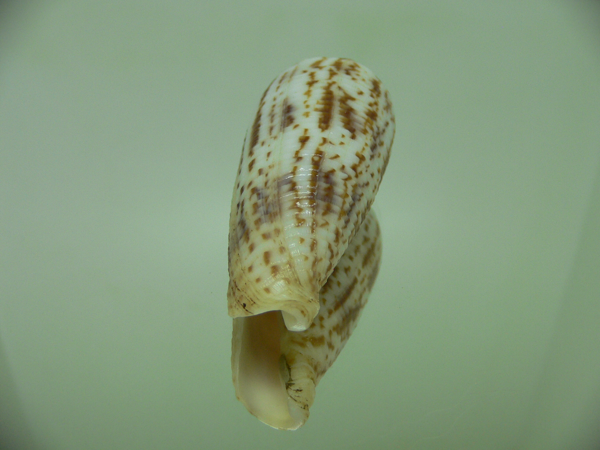 Conus australis duplicatus (var.) BIG