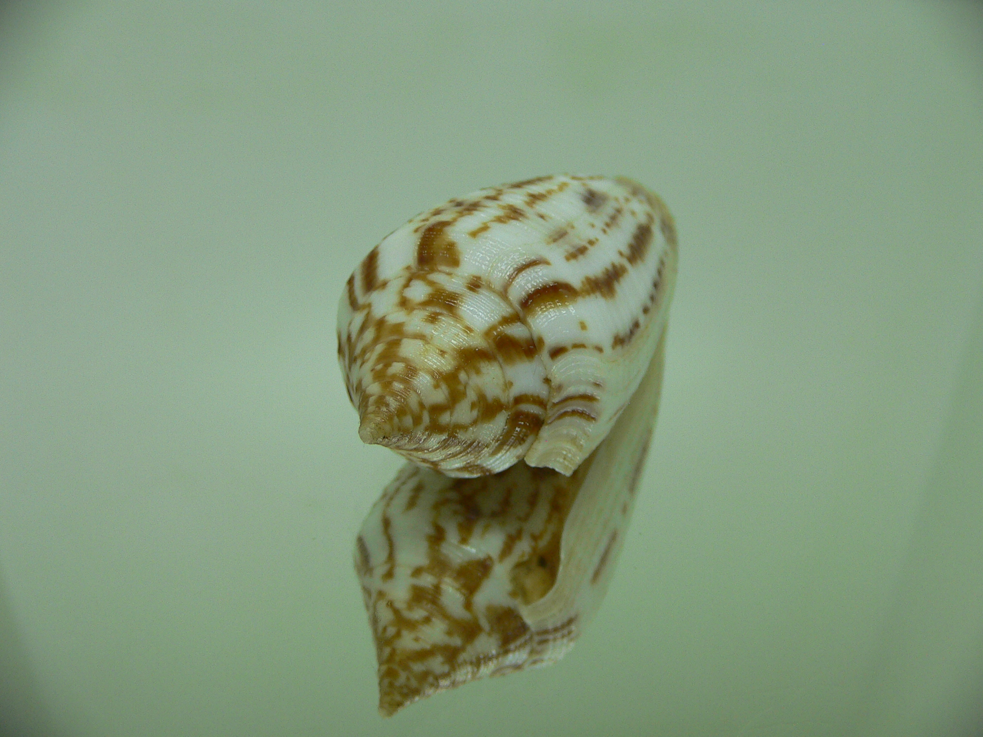 Conus australis duplicatus (var.) BIG