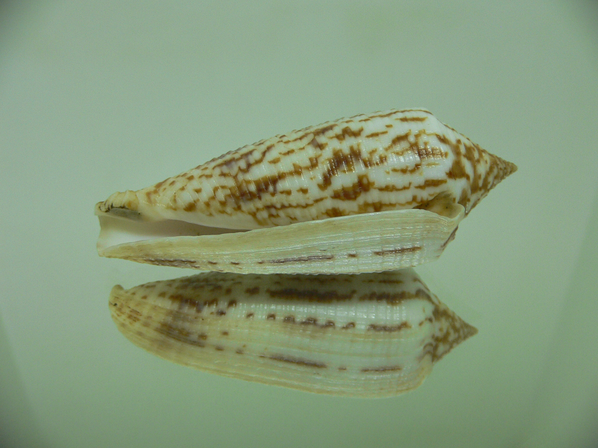 Conus australis duplicatus (var.) BIG