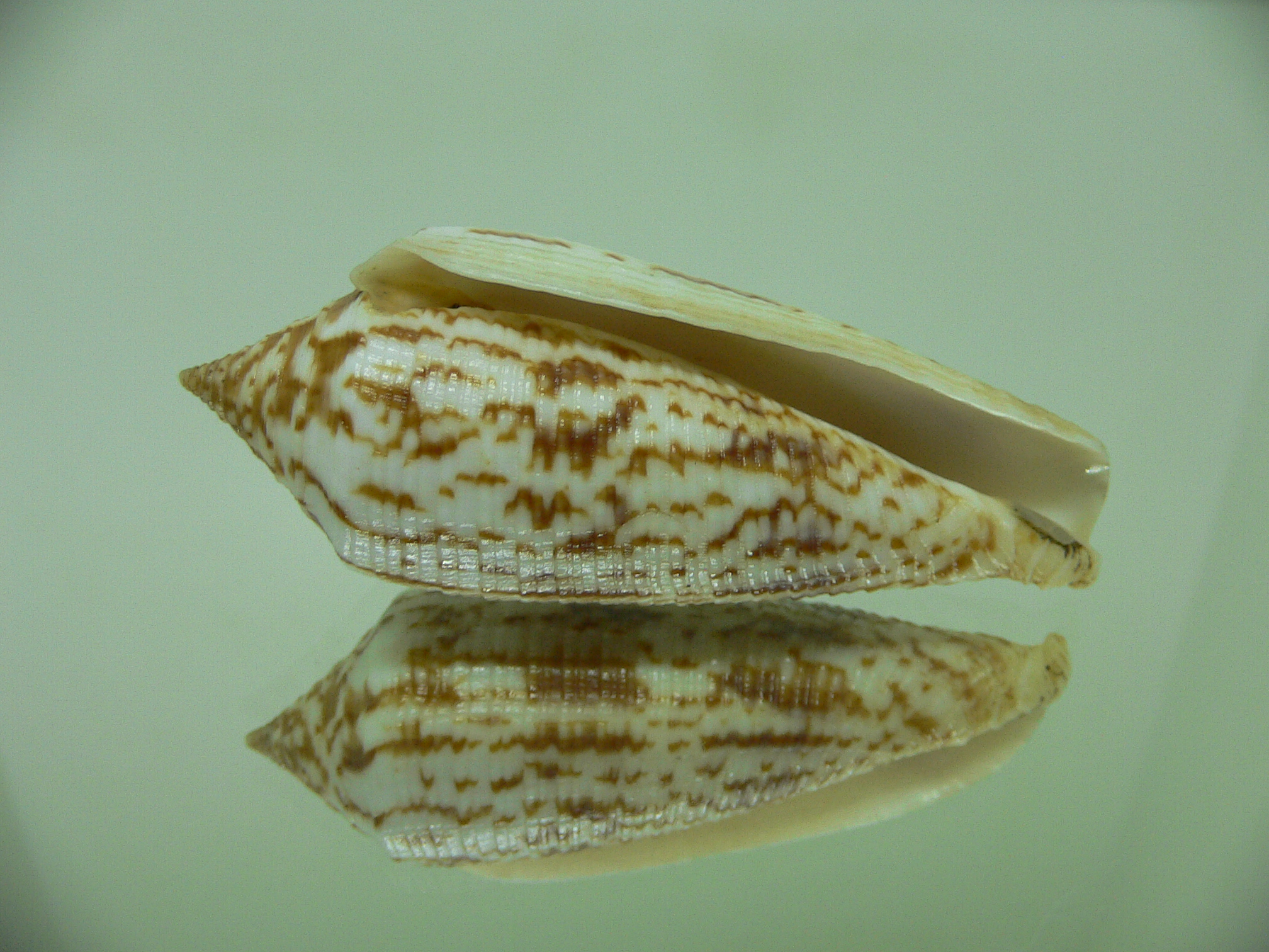 Conus australis duplicatus (var.) BIG