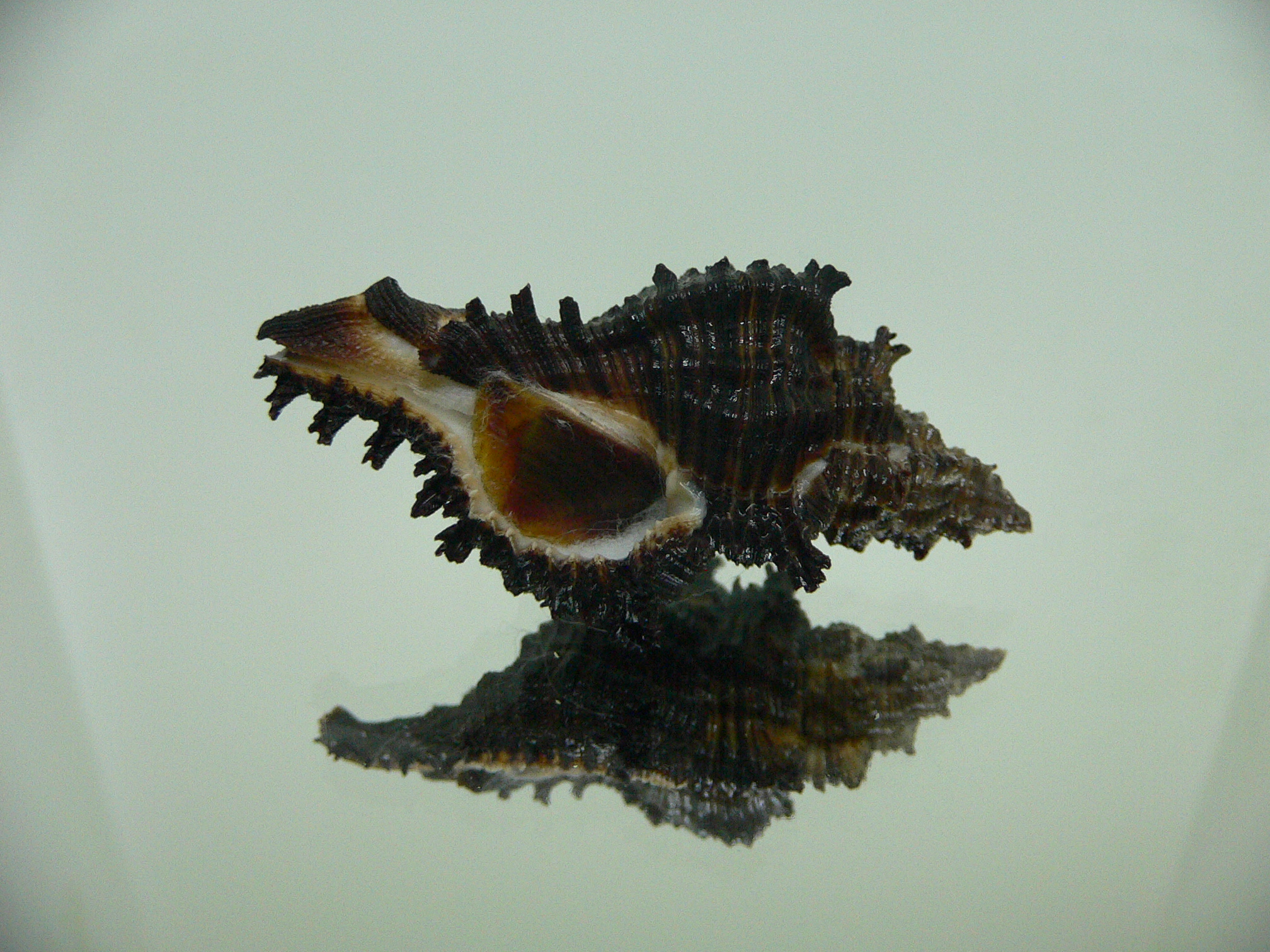 Chicoreus cf. akritos DARK