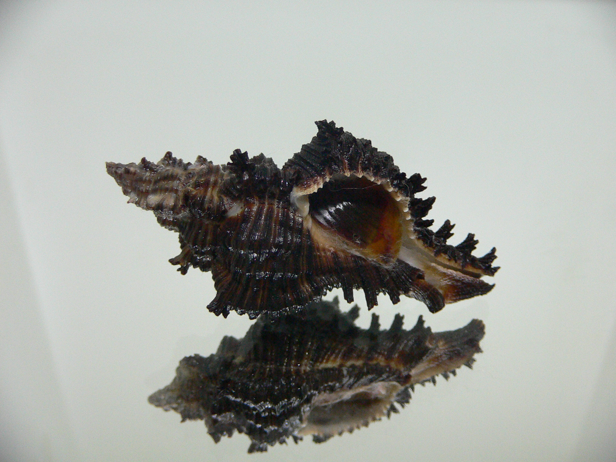 Chicoreus cf. akritos DARK