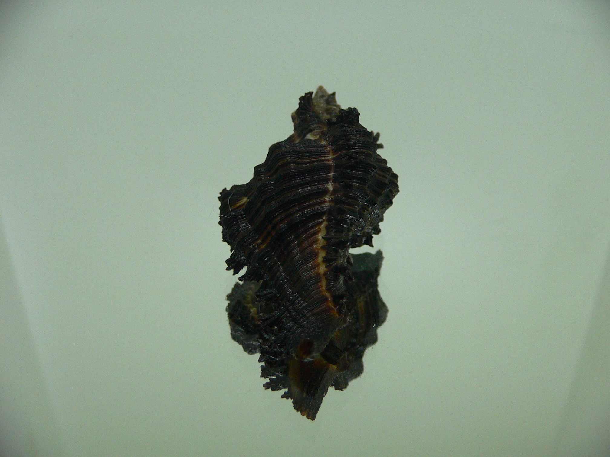Chicoreus cf. akritos DARK