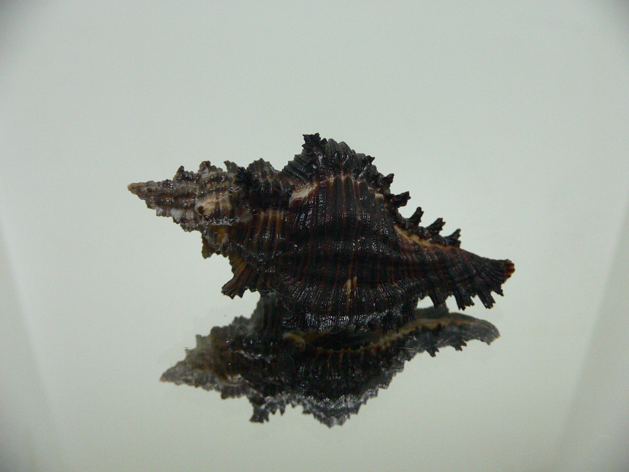 Chicoreus cf. akritos DARK