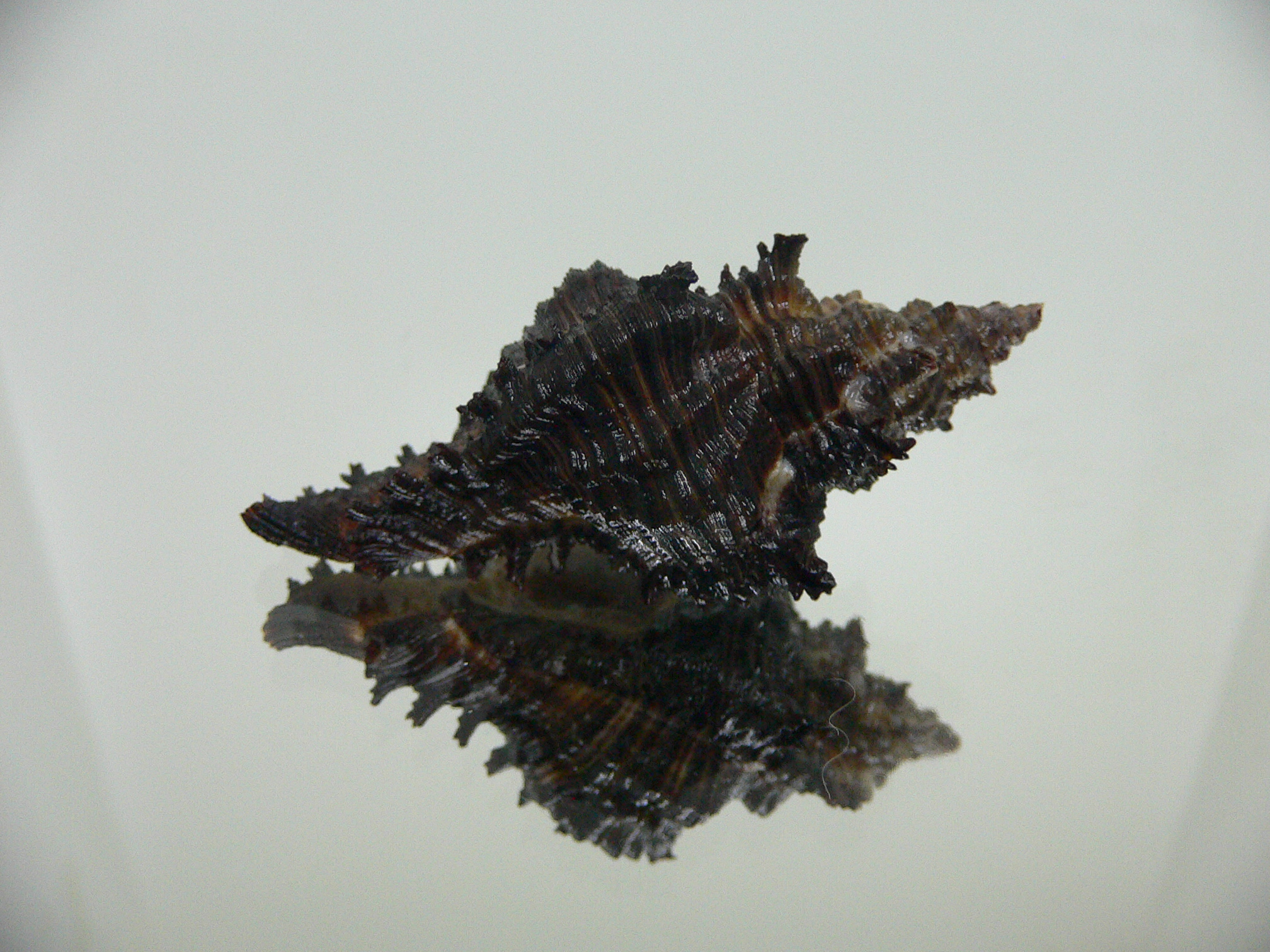 Chicoreus cf. akritos DARK