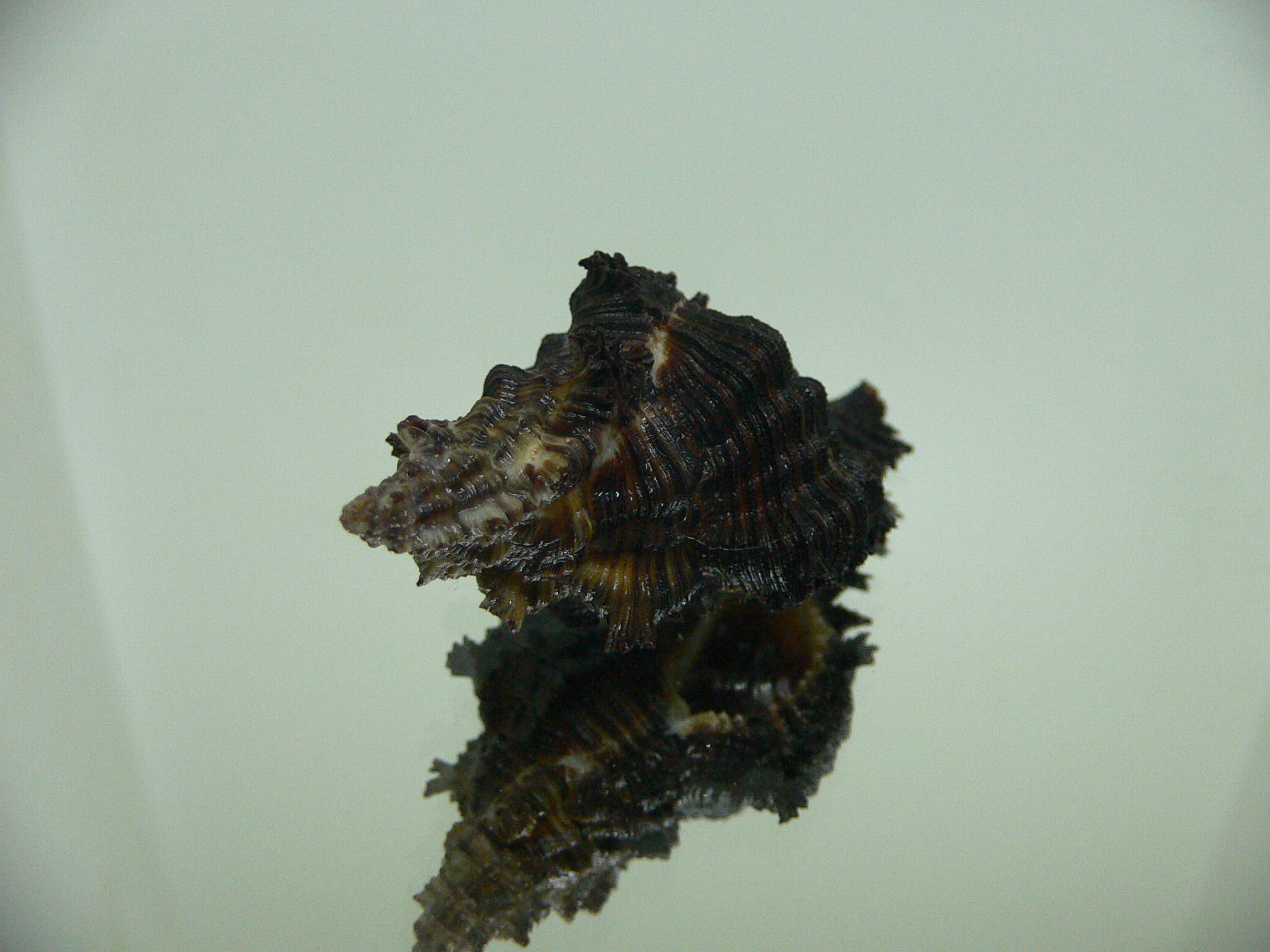 Chicoreus cf. akritos DARK