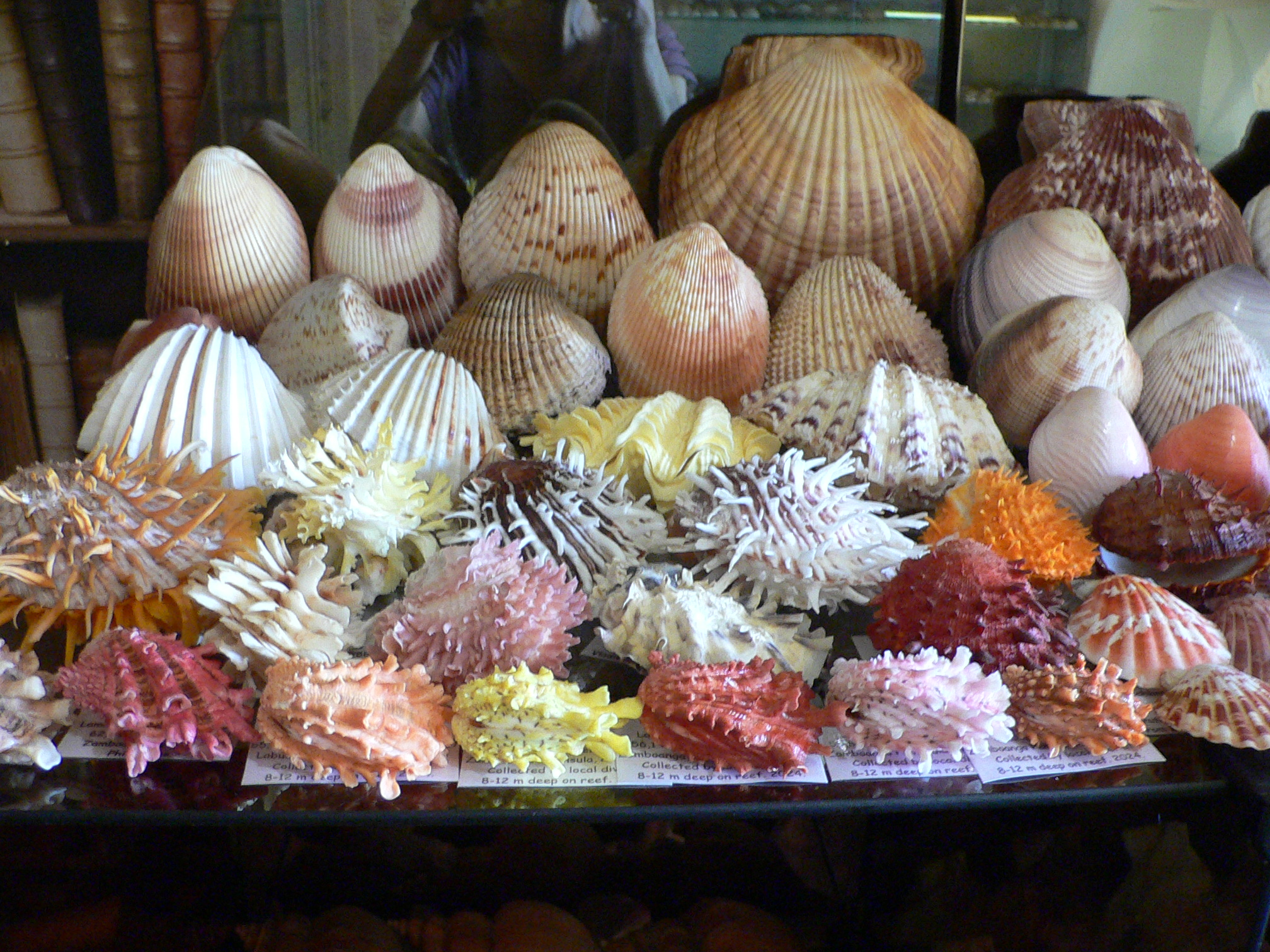 Spondylus variegatus ORANGE