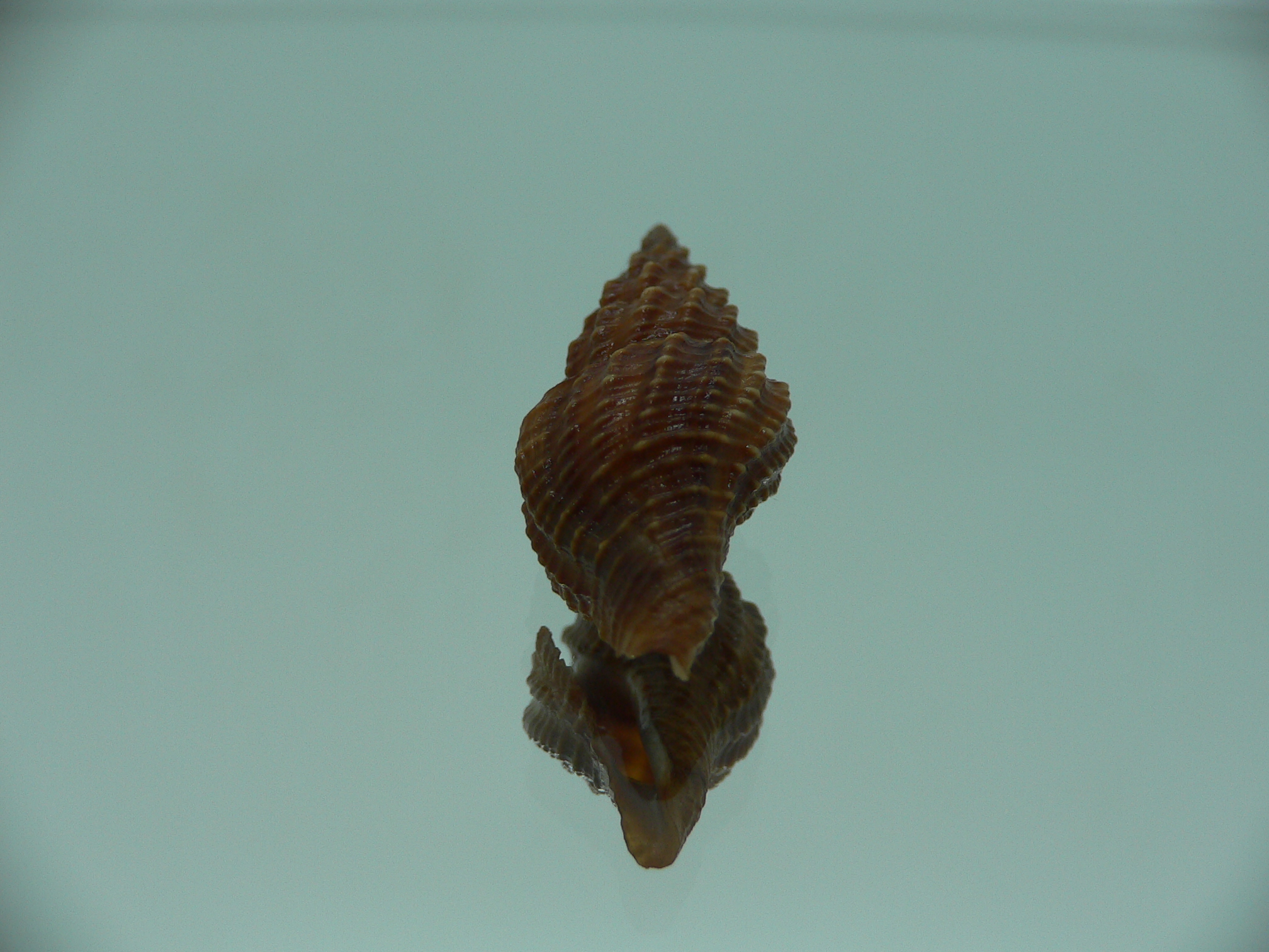 Cheungbeia kawamurai