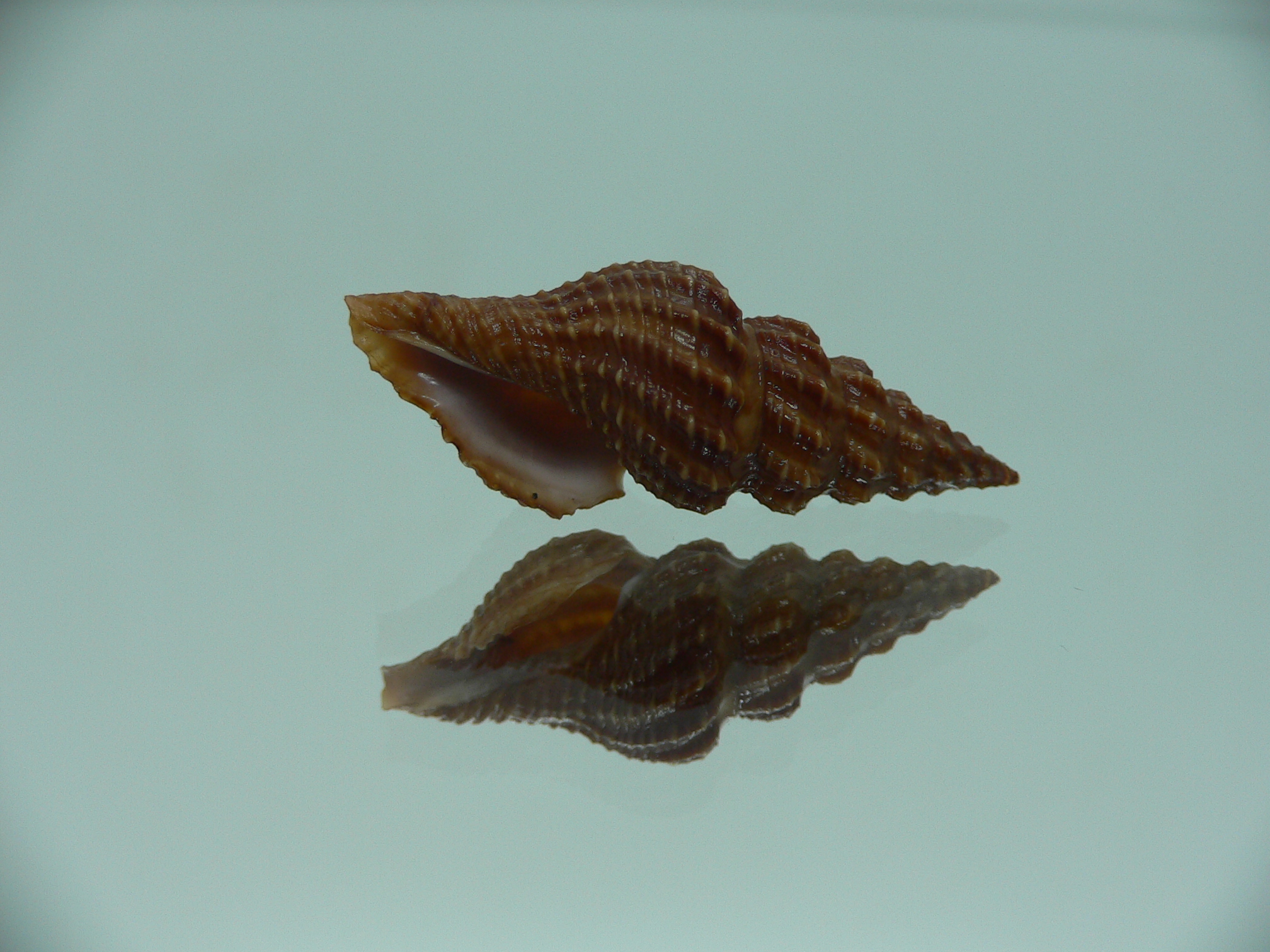 Cheungbeia kawamurai